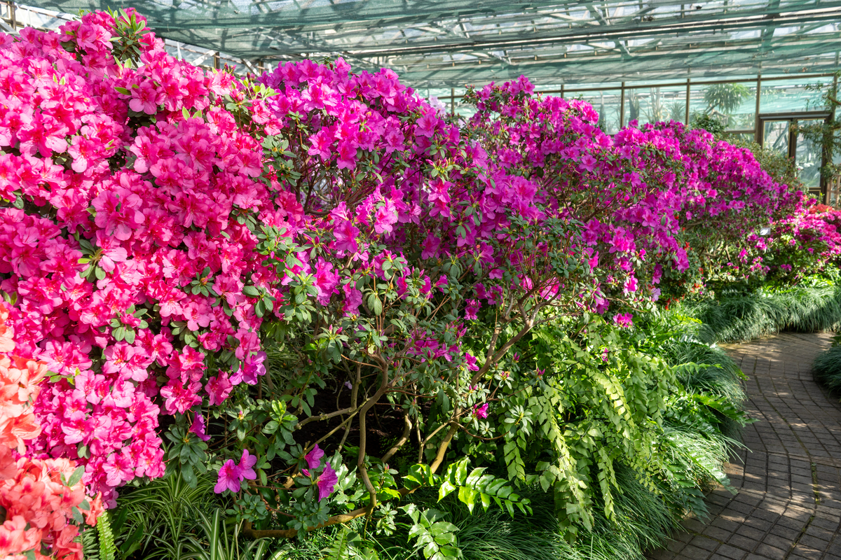 商品花卉专科课程有哪些？用发