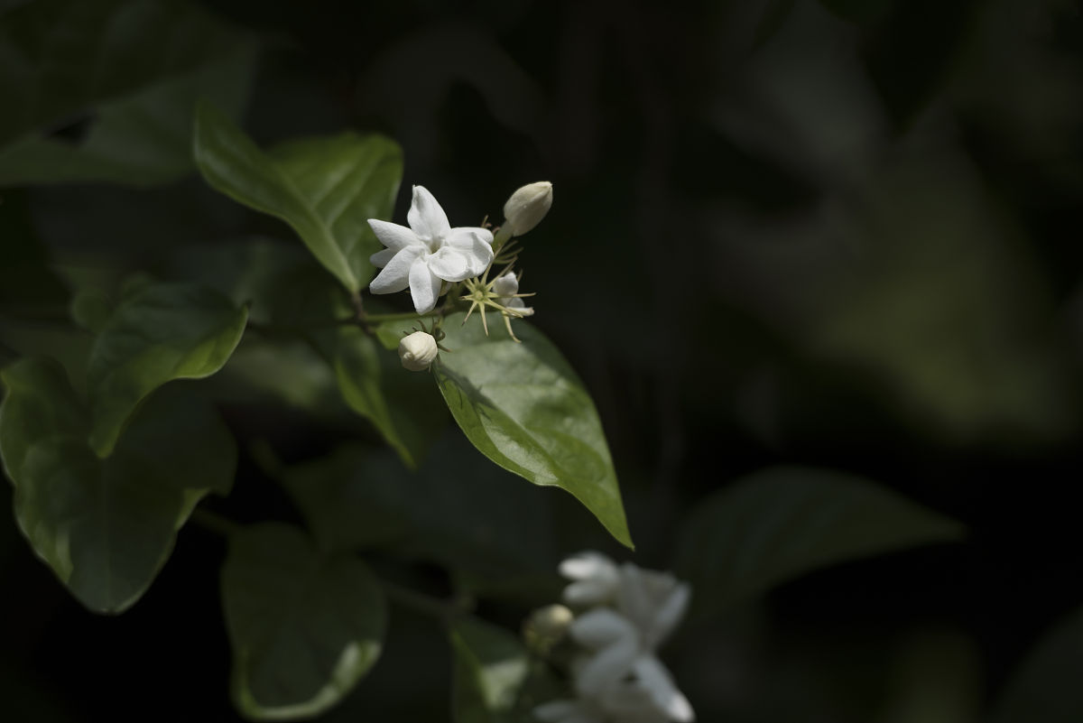 好一朵美丽的茉莉花简谱