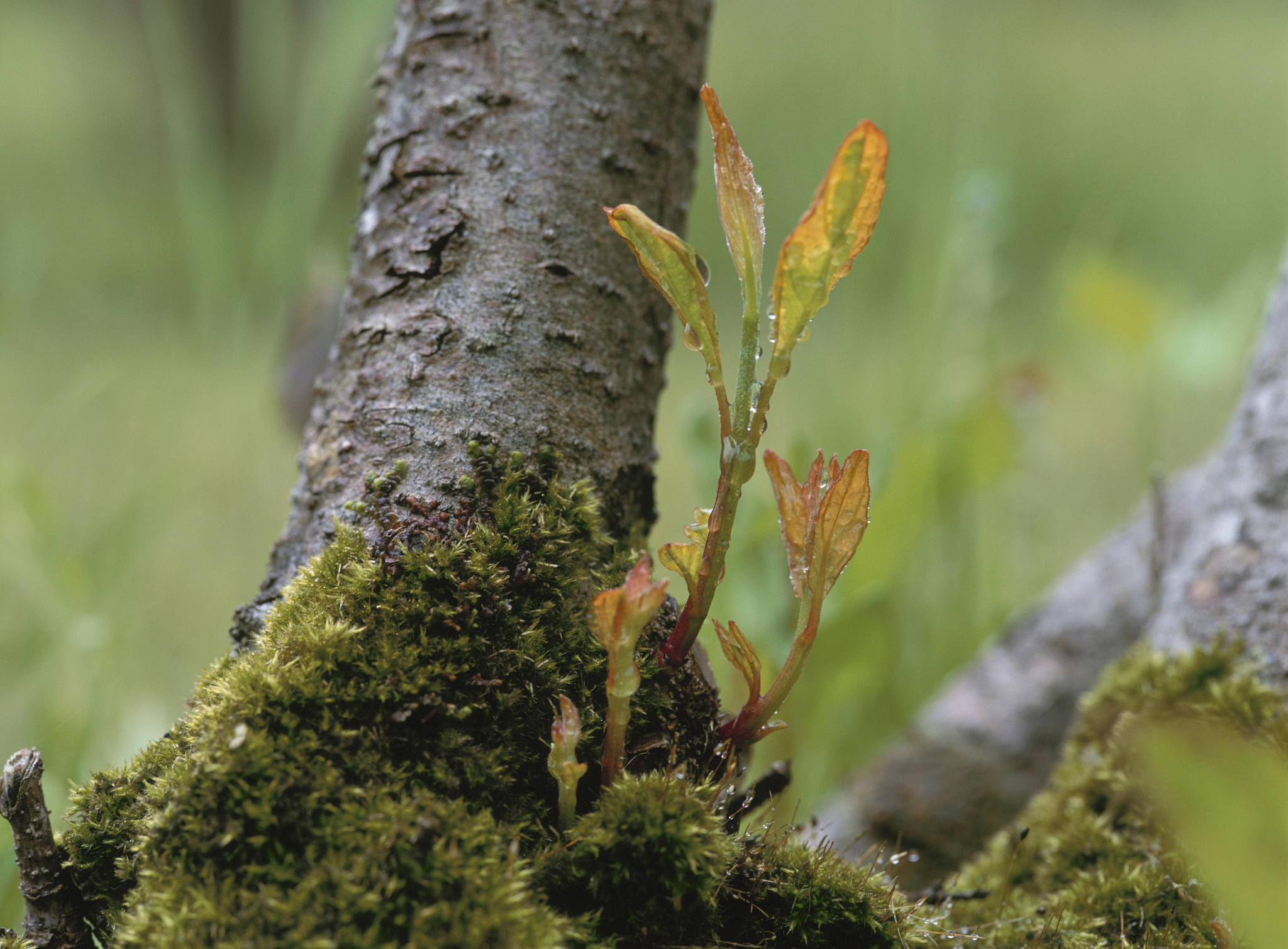 阴河分场云杉有害生物防治工作圆满完成
