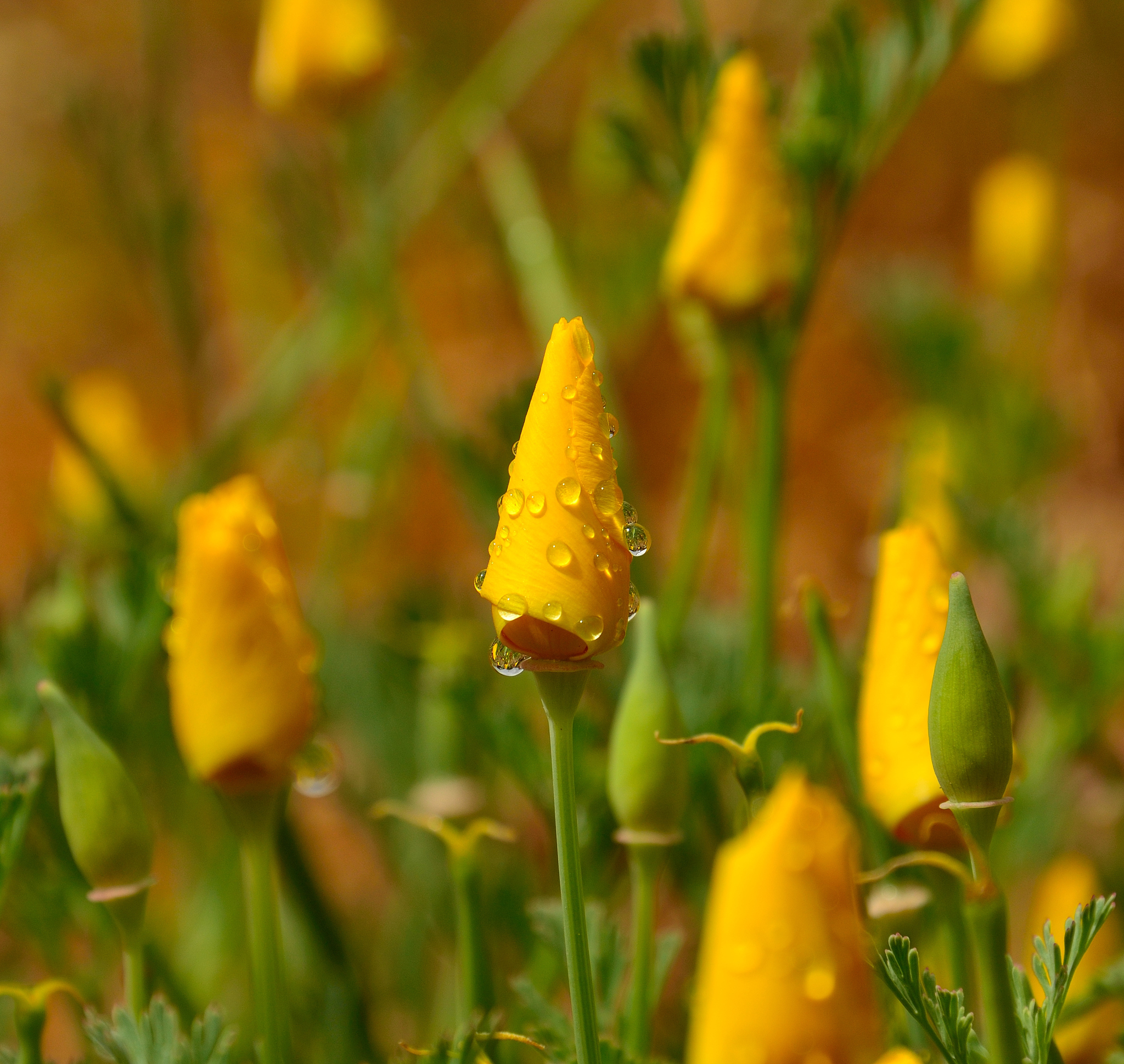 热带雨林：地球的肺，生态系统的守护者