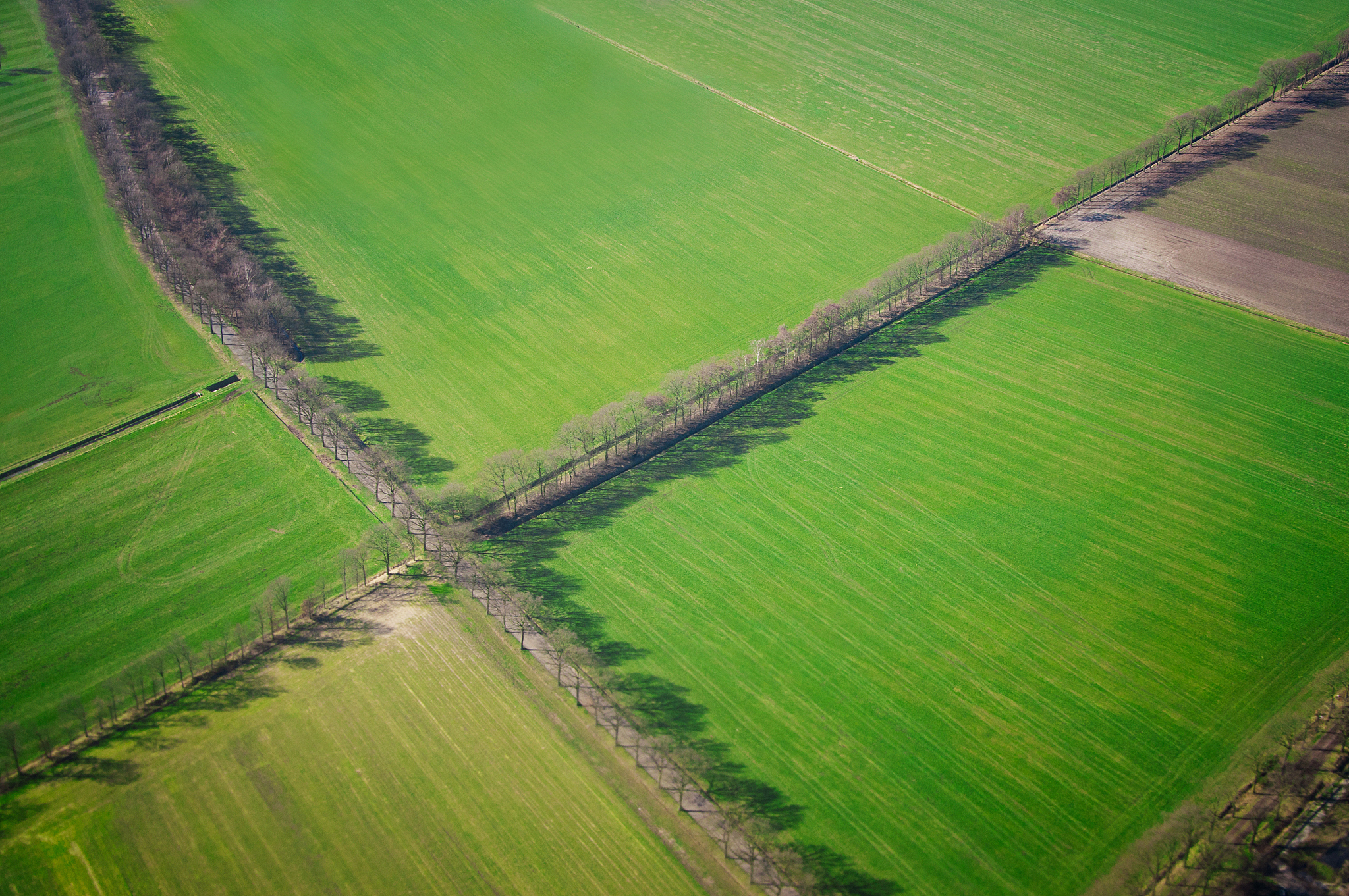 green fields