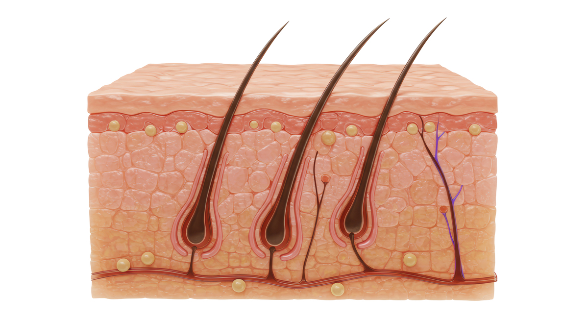 角质形成细胞在哪一层？ - 解答表皮层与真皮层