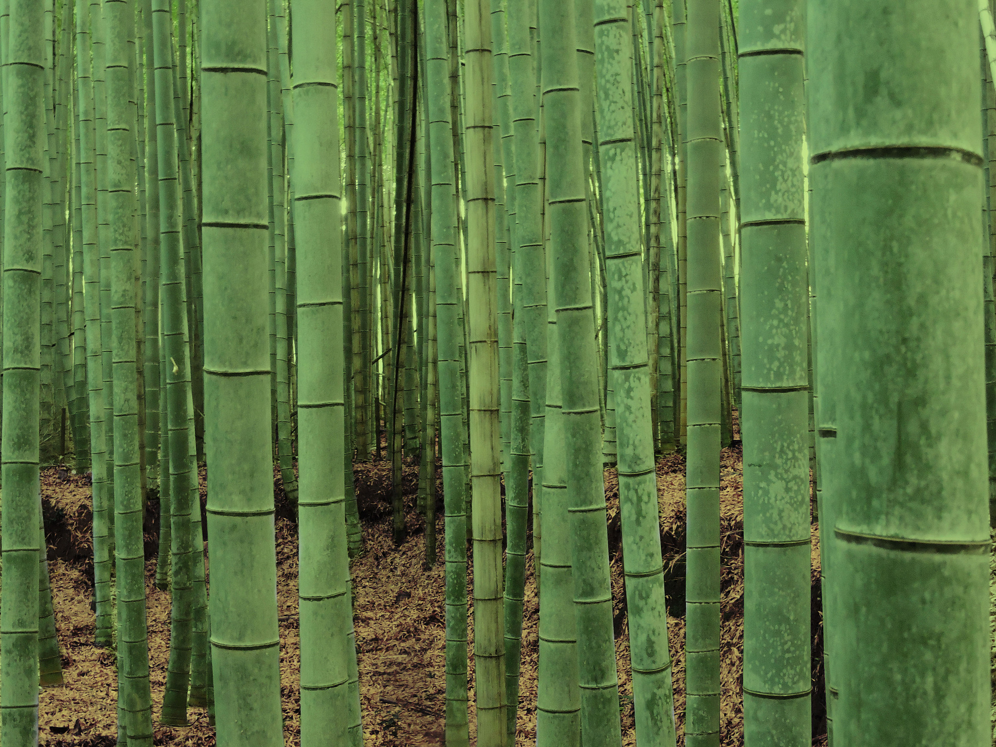 arashiyama bamboo forest in japan