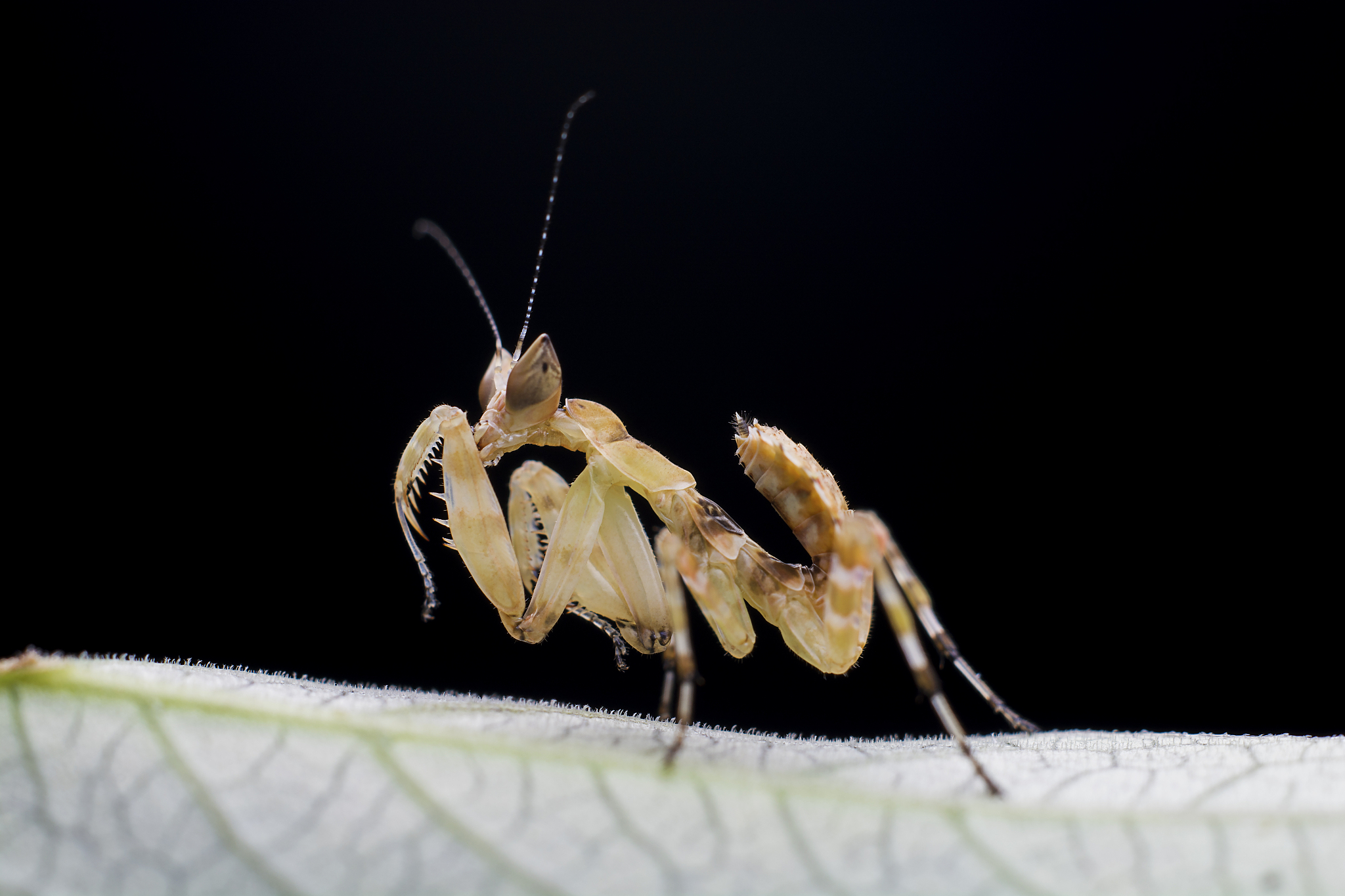 请简要描述法布尔的 《昆虫记》前24个昆虫的信息