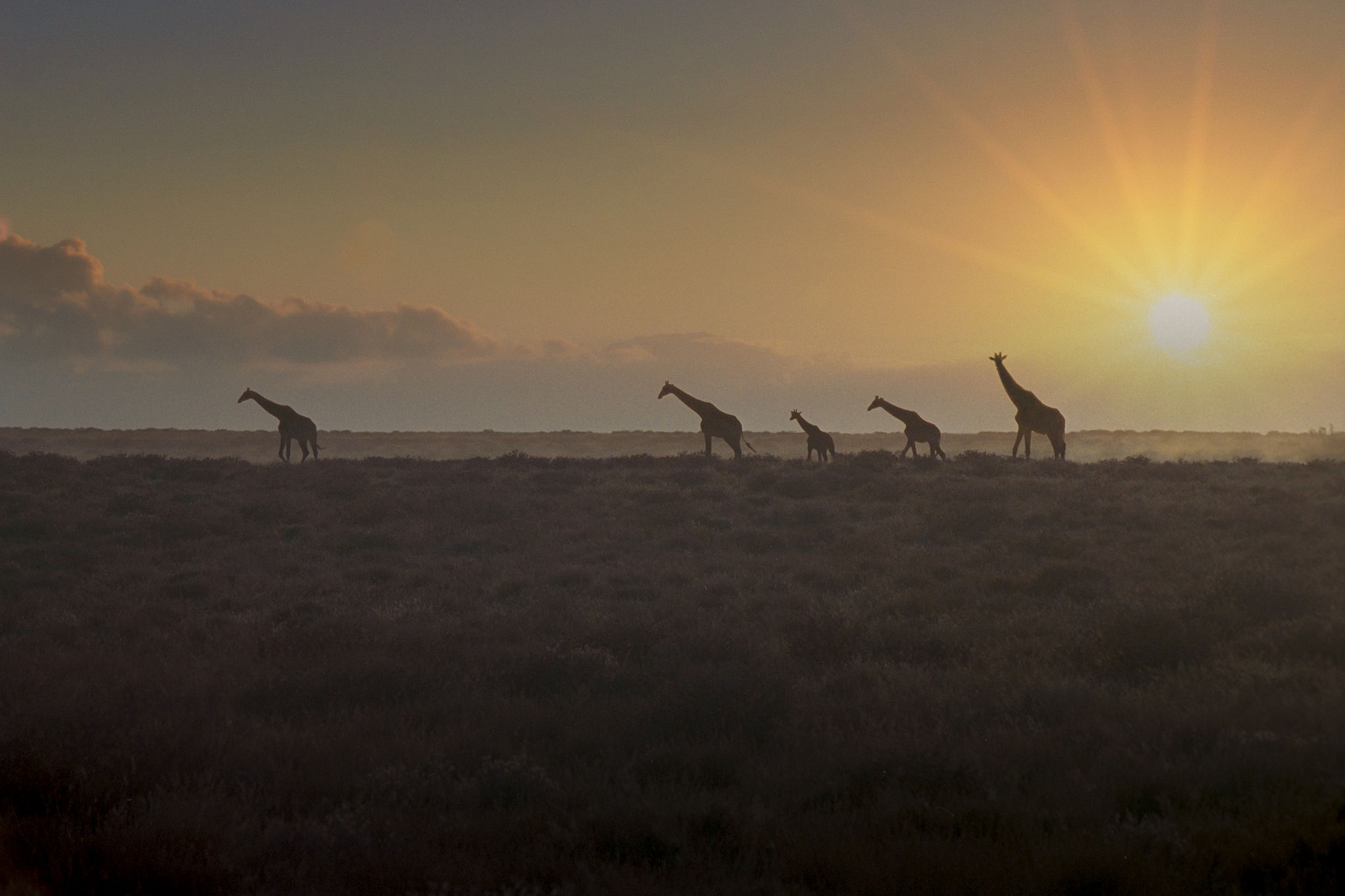 amazing sunset and a small herd of giraffes in the tarangire nat