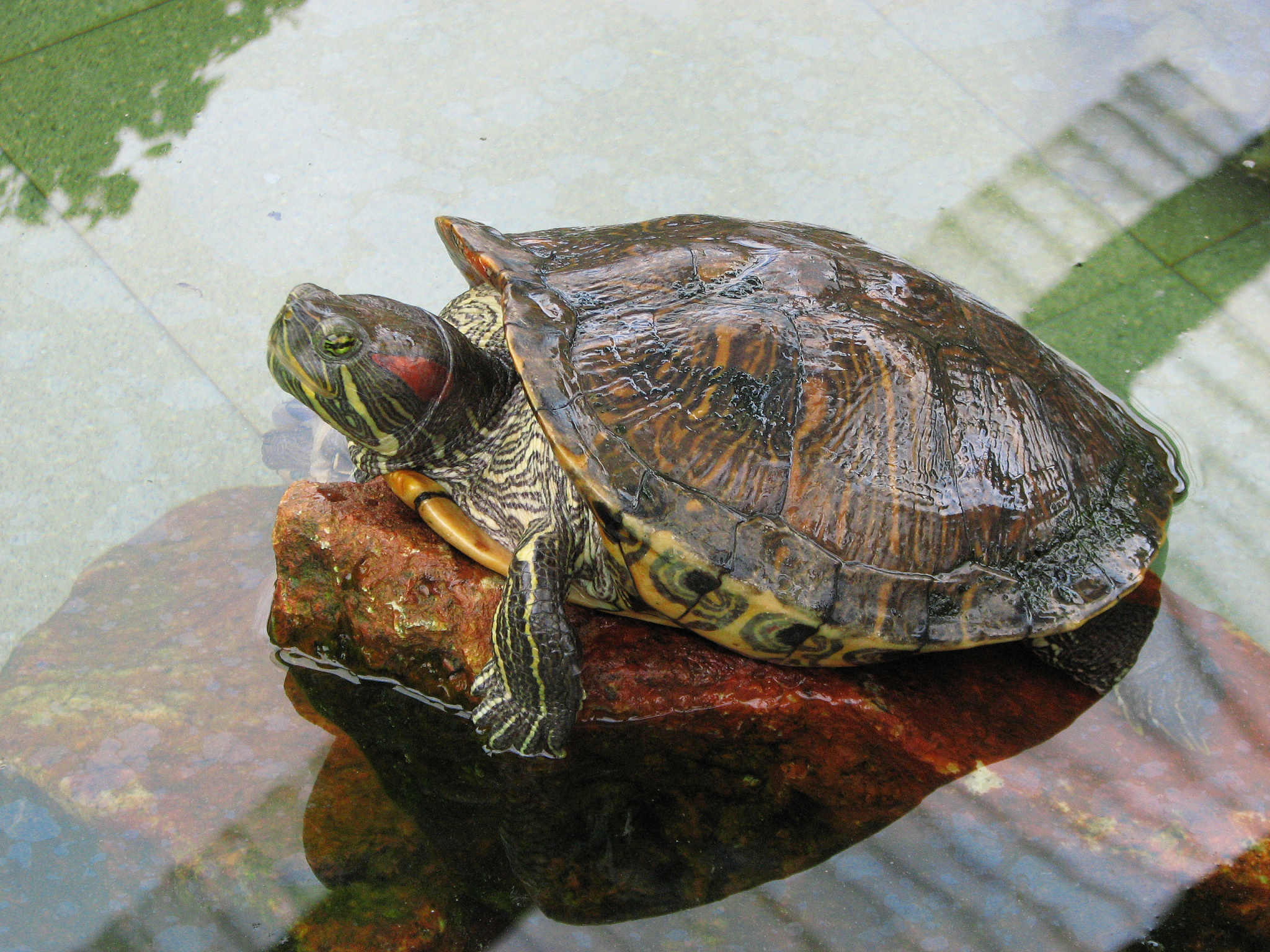 turtle