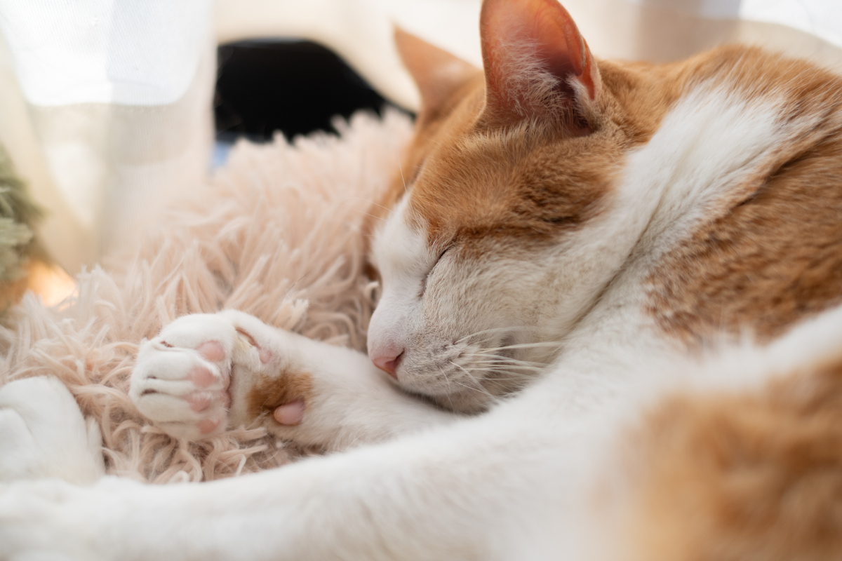 我是猫：一只快乐的小猫咪的日常生活