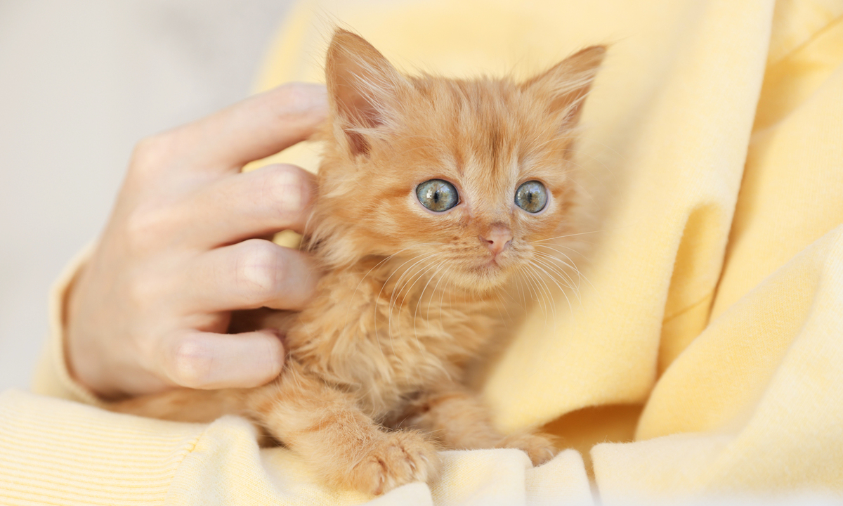 100个好听的猫咪名字，总有一个适合你！