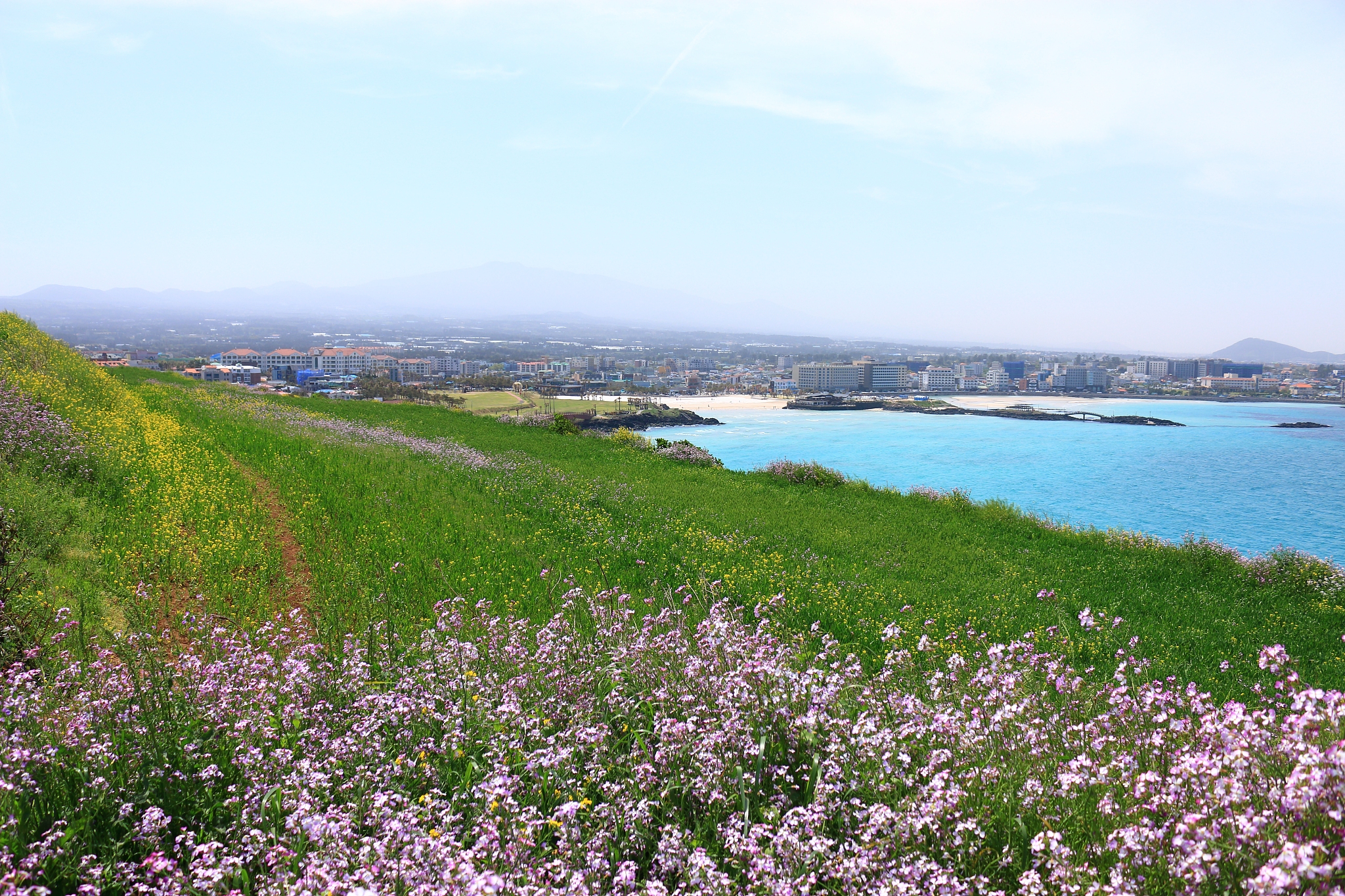 hamdeok beach, west wu bong, wildflower, flower, beach,