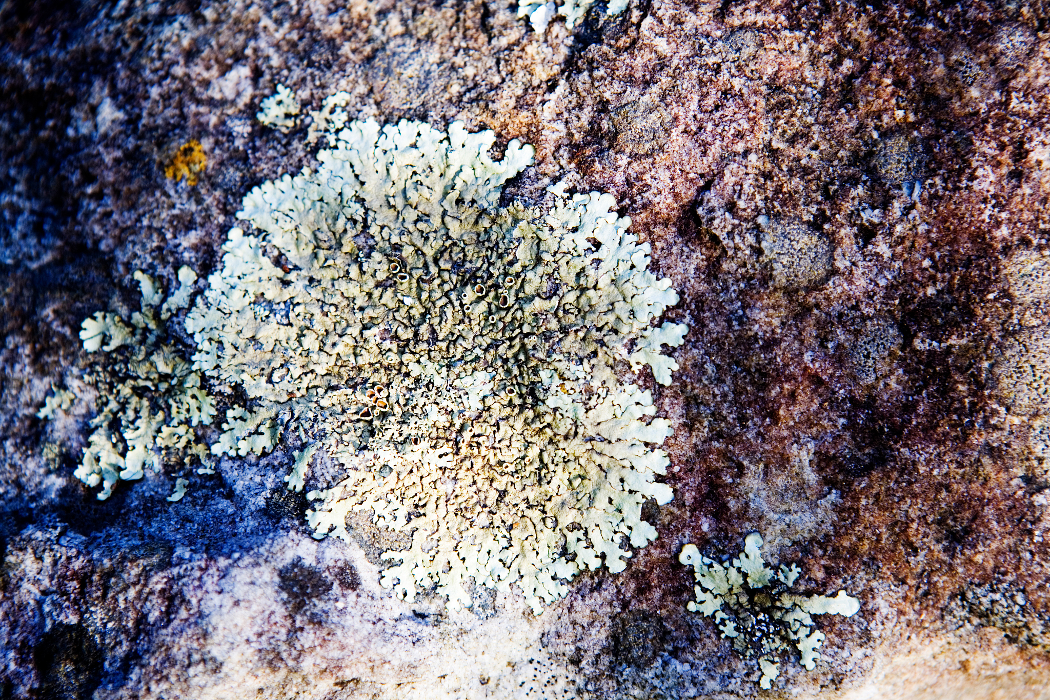 地球上的生命王国：植物、动物、真菌和原生生物