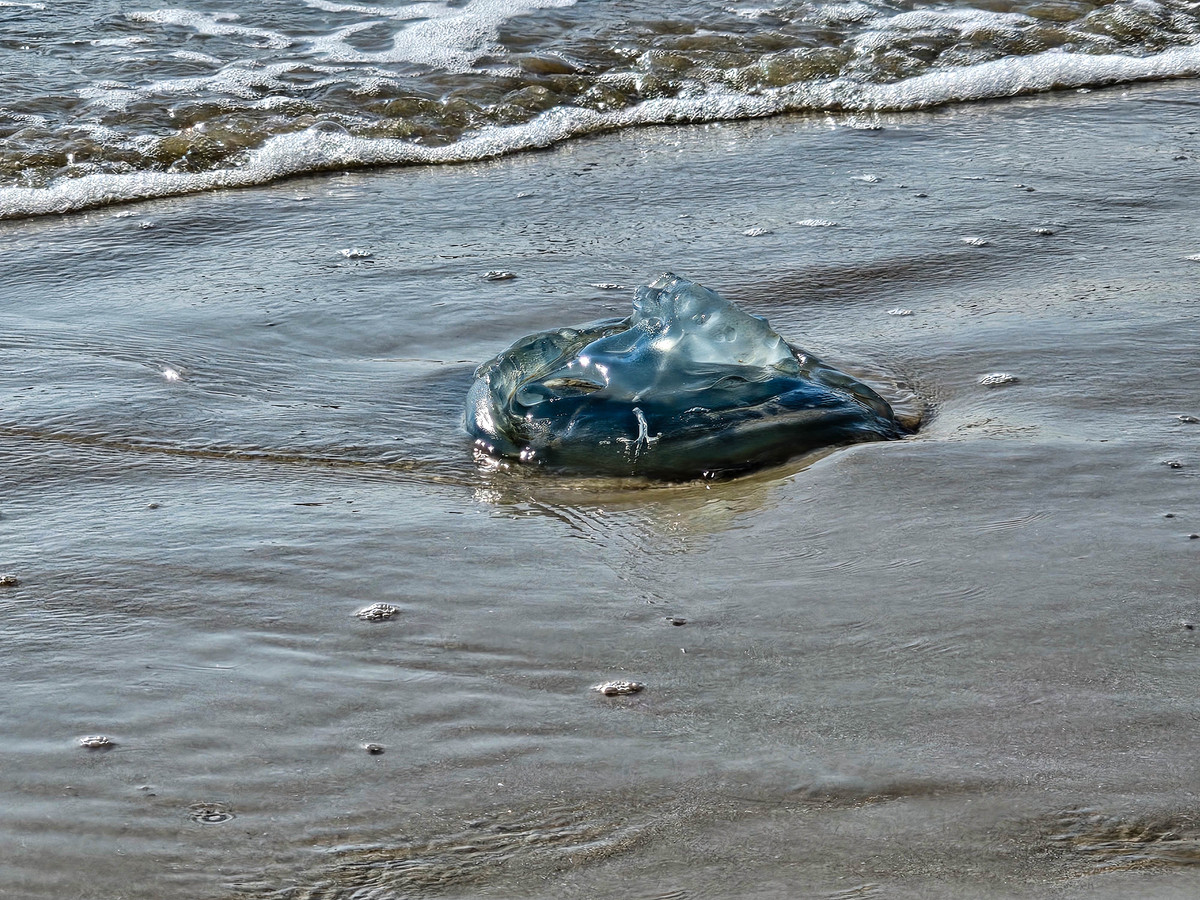 美国墨西哥湾漏油事件：灾难性事故及影响