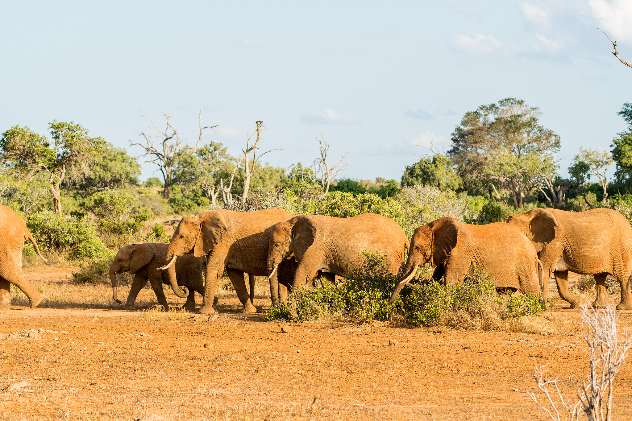 wild animals
