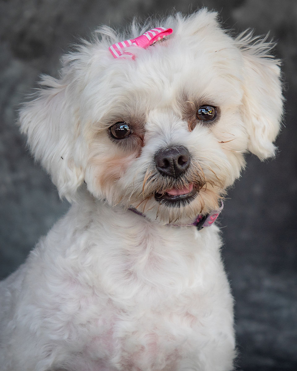 三个月五斤的狗有哪些