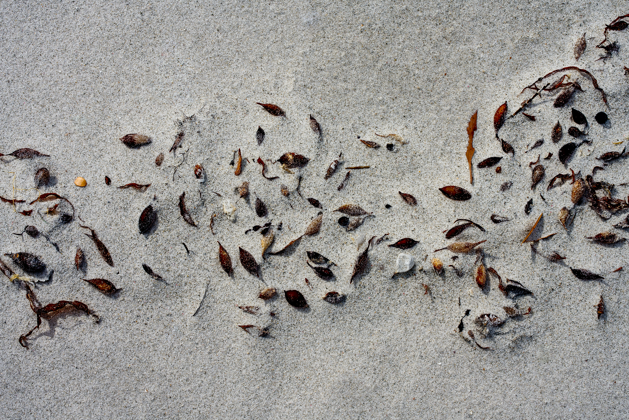 seaweed on sand
