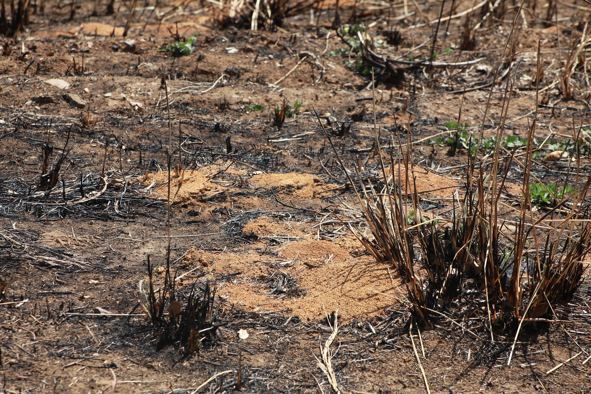 全球生物入侵案例分析：从红火蚁到紫杉卷叶蛾