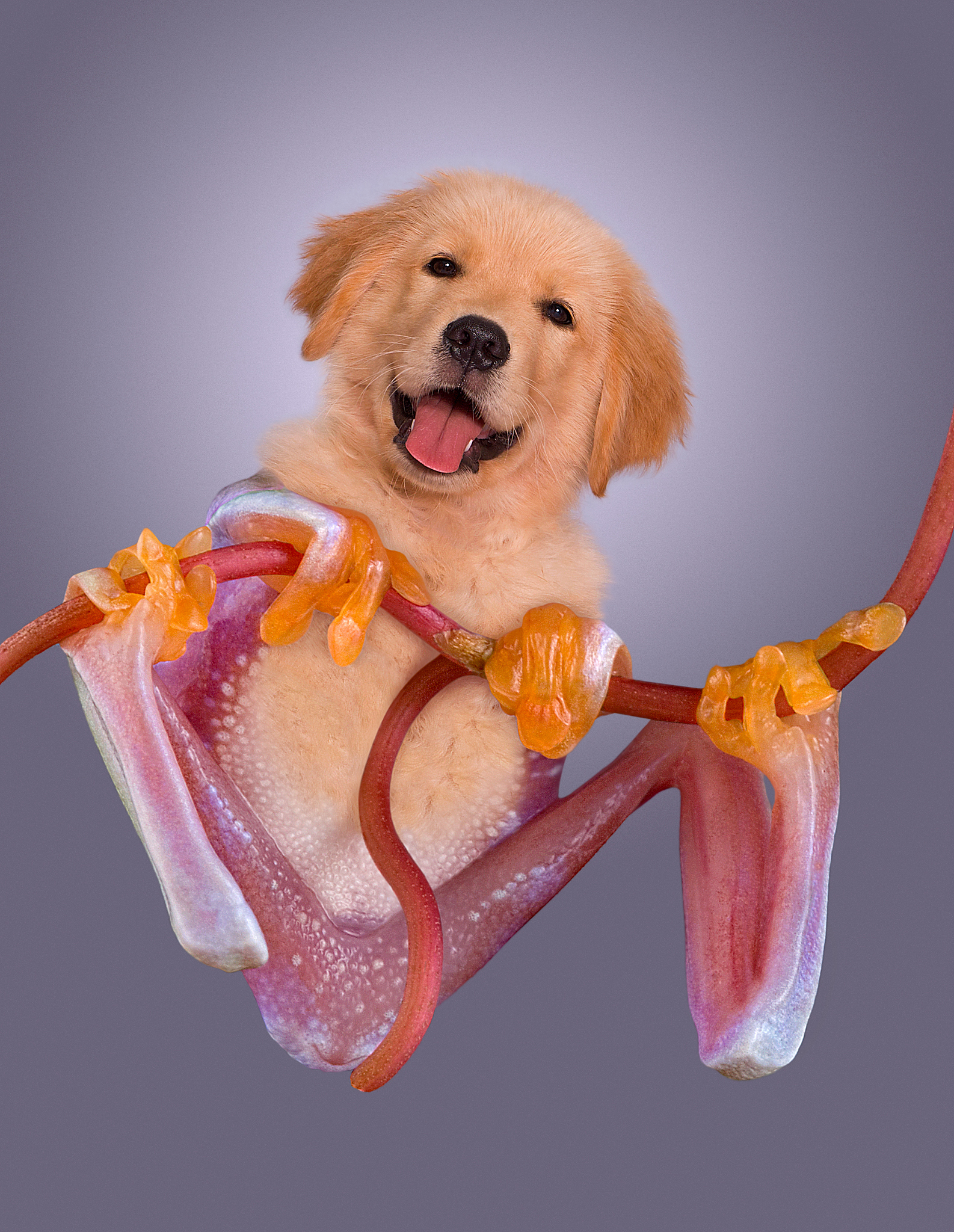 小狗与青蛙的友谊：跨越物种的真挚友谊