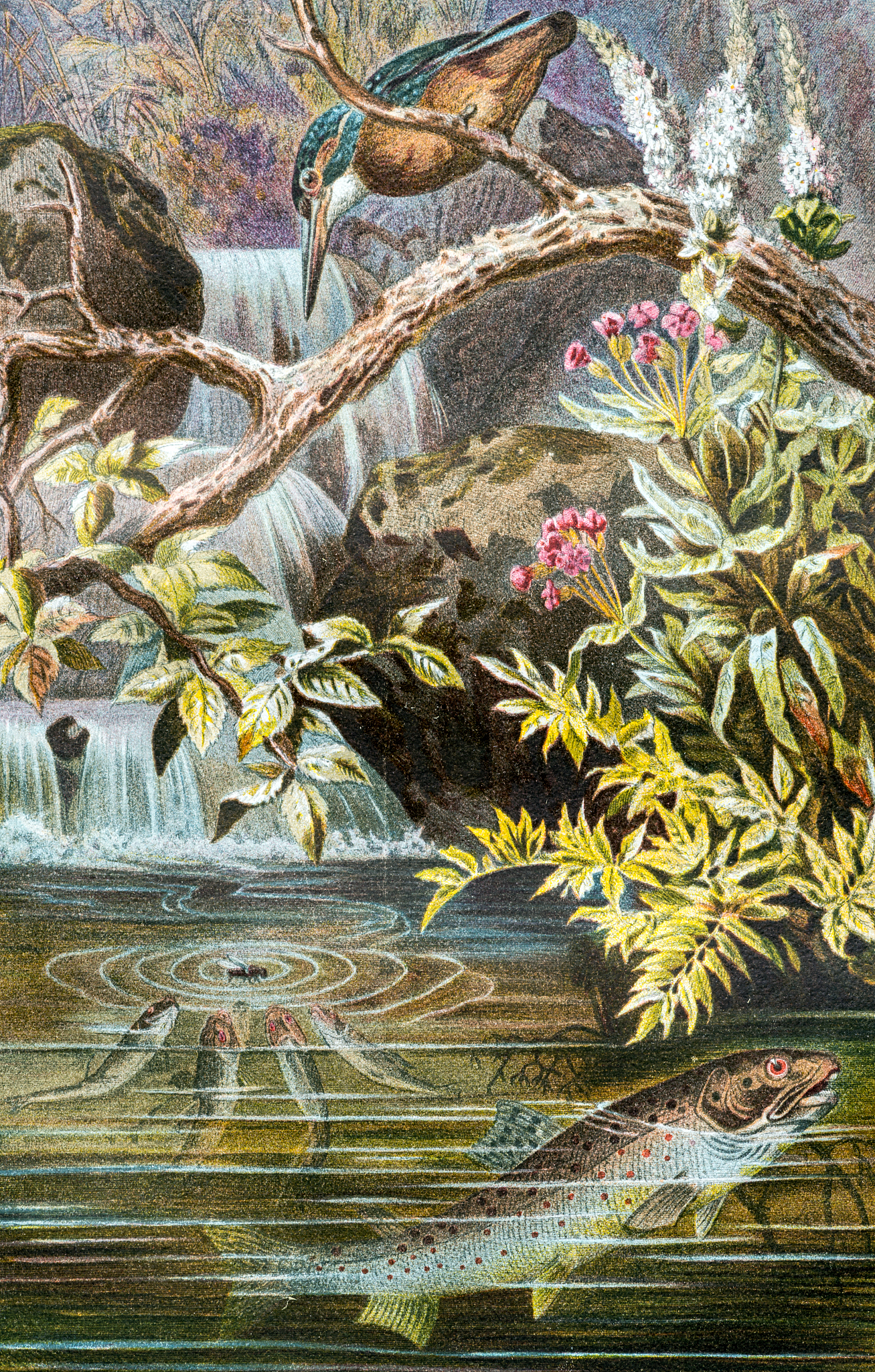 antique color illustration of brown trout (salmo trutta)