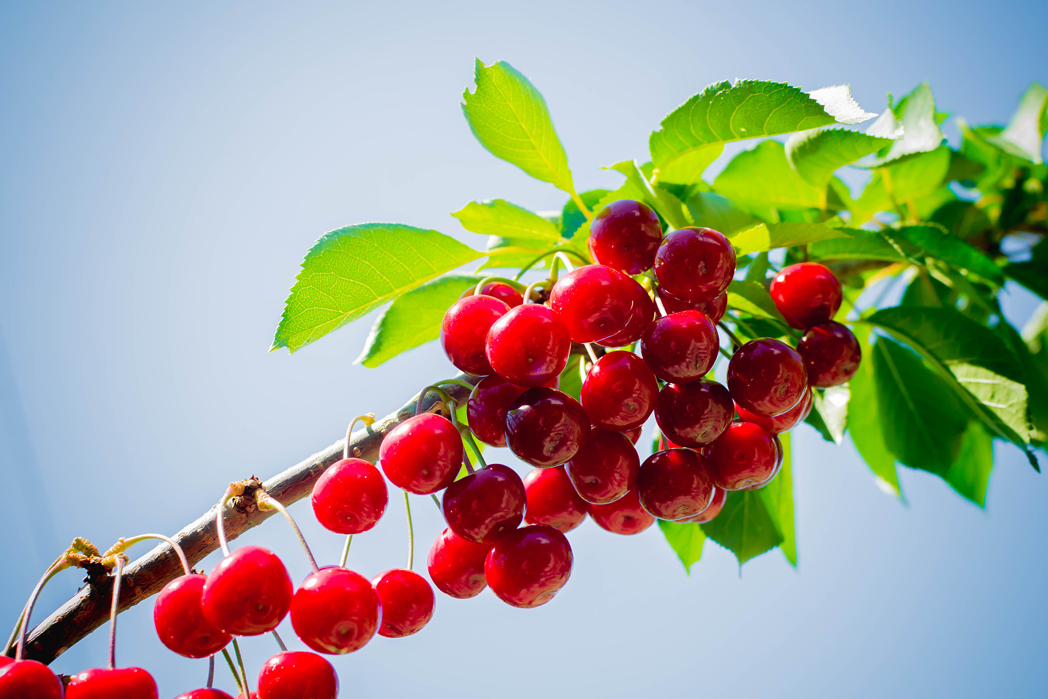 cherry