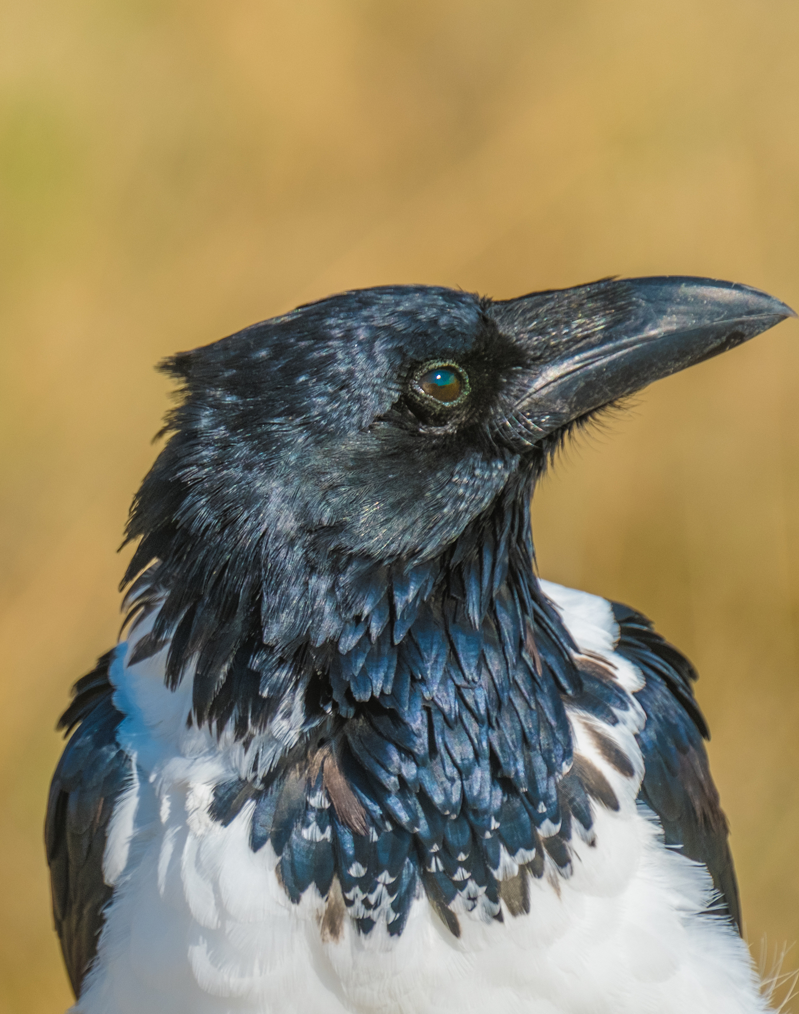 pied crow, nebrownii waterhole among lions, okaukeujo, etosha na