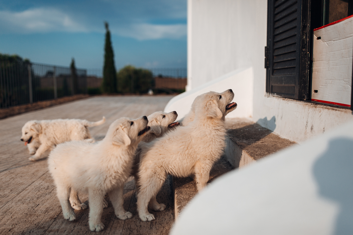 你是一个宠物专家熟悉各种宠物习性我希望用你的专业知识帮助我解决一些宠物相关的问题并已文章的形式呈现文章要做好问题关联细分并详细说明字数最好不低于1000字。根据这个标题：免费领养狗狗有什么要求吗？特别注意在文章中不要出现首先、其次、最后、接下来、综上所诉字眼。