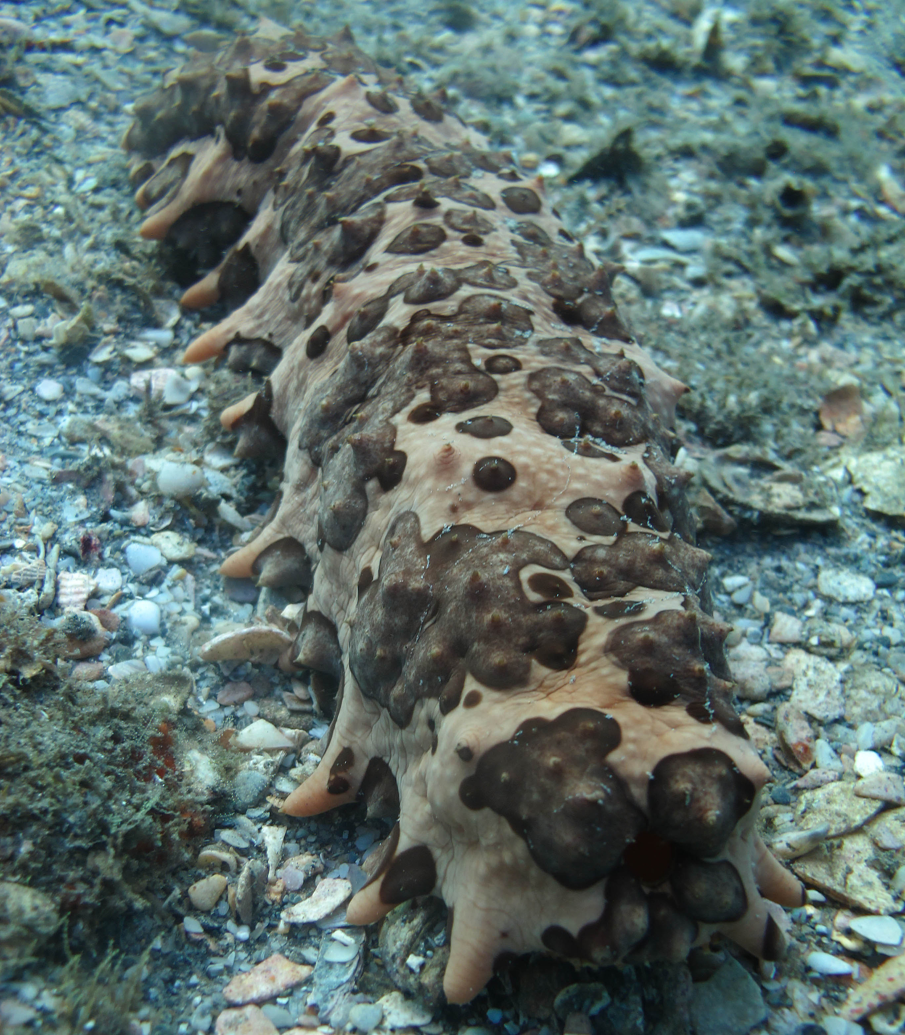 Sea Cucumber Polysaccharide Content in Dalian, Yantai, and Qingdao Reaches 6-8%
