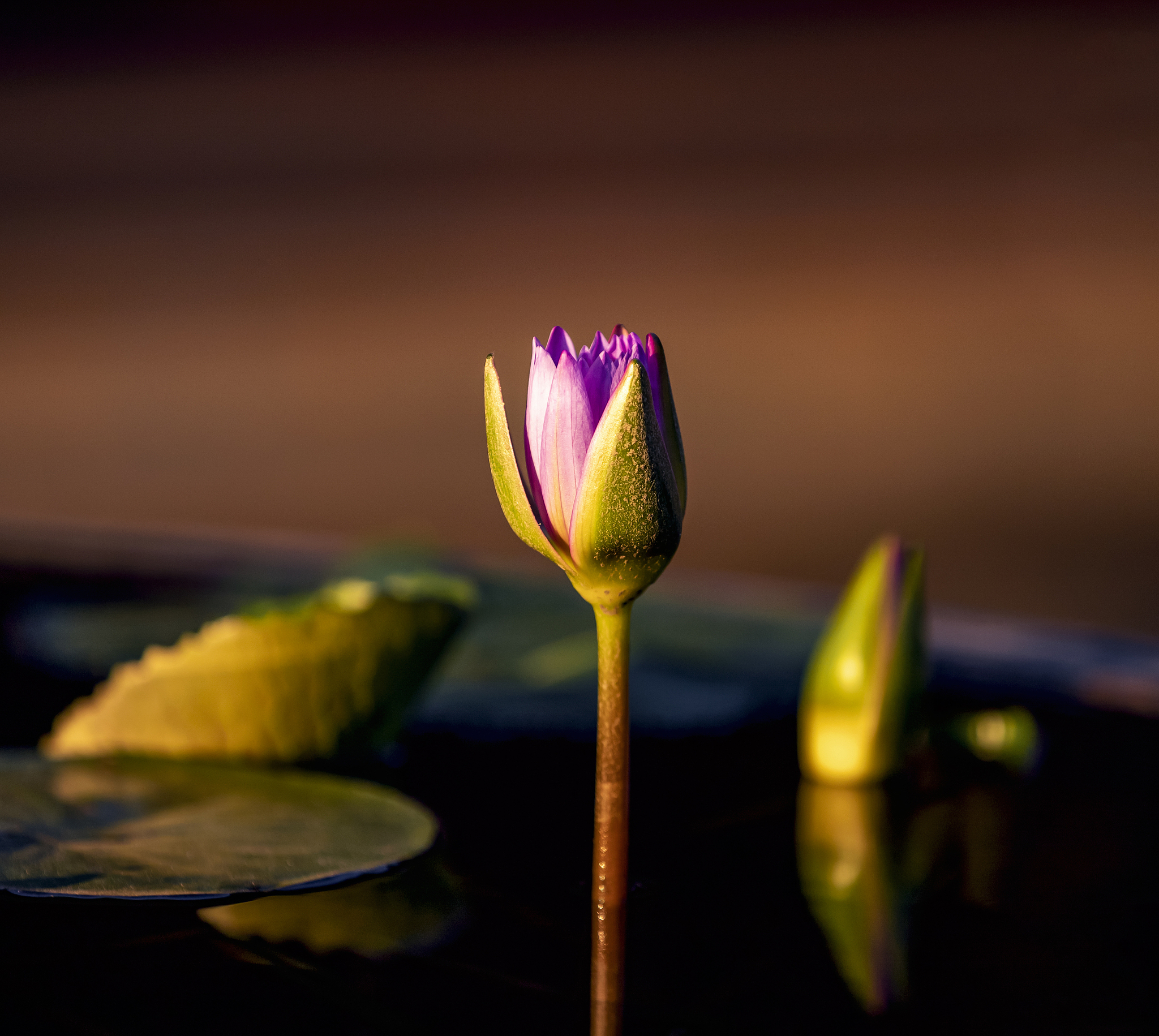 四念处：佛教内观修行的核心方法