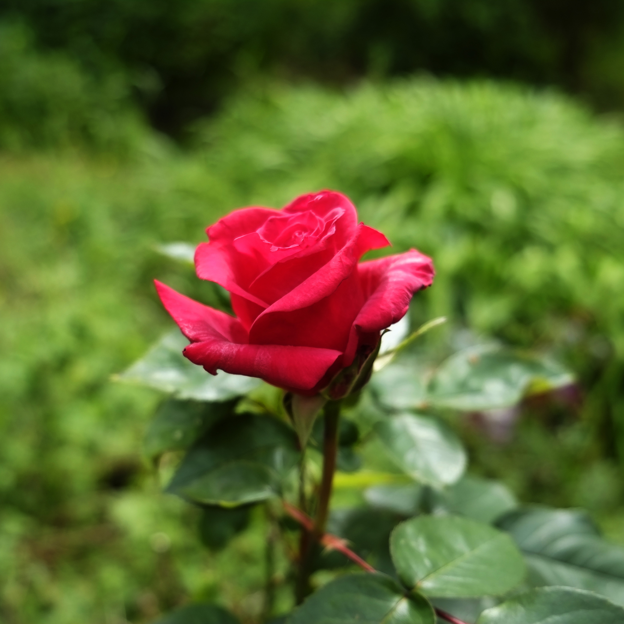 外表美艳内心毒辣的人：无刺玫瑰的致命陷阱