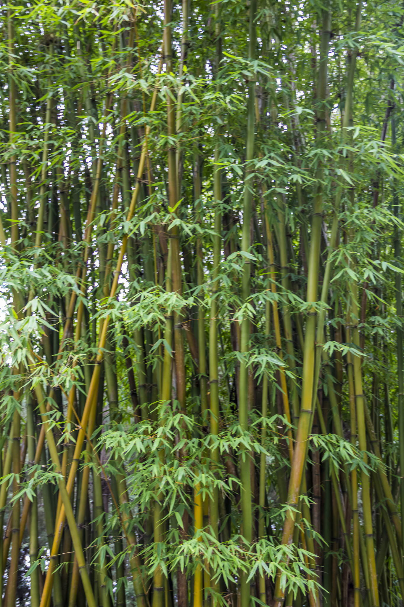 landscape china yunnan green plants