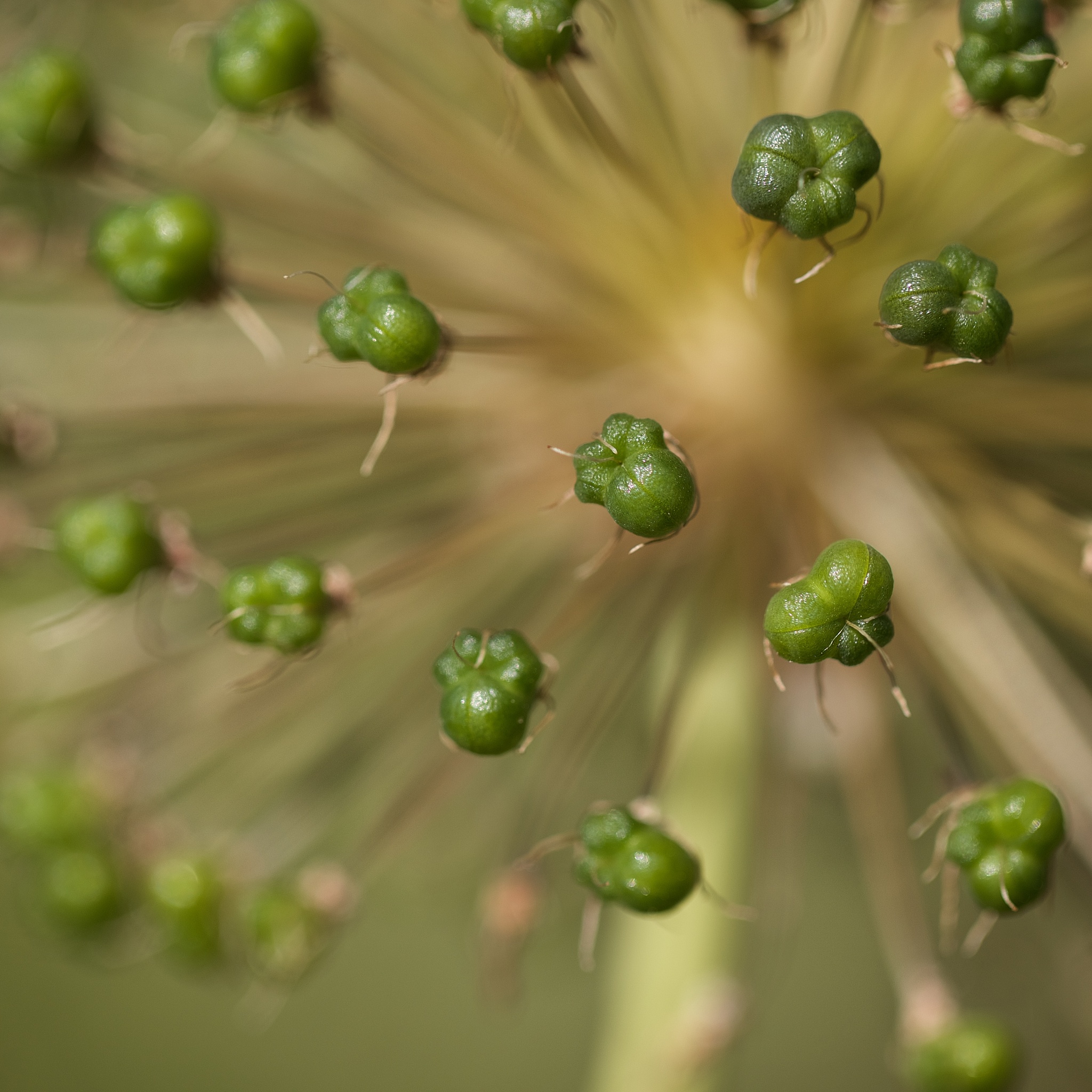 马兜铃药用植物组织培养技术详细操作流程