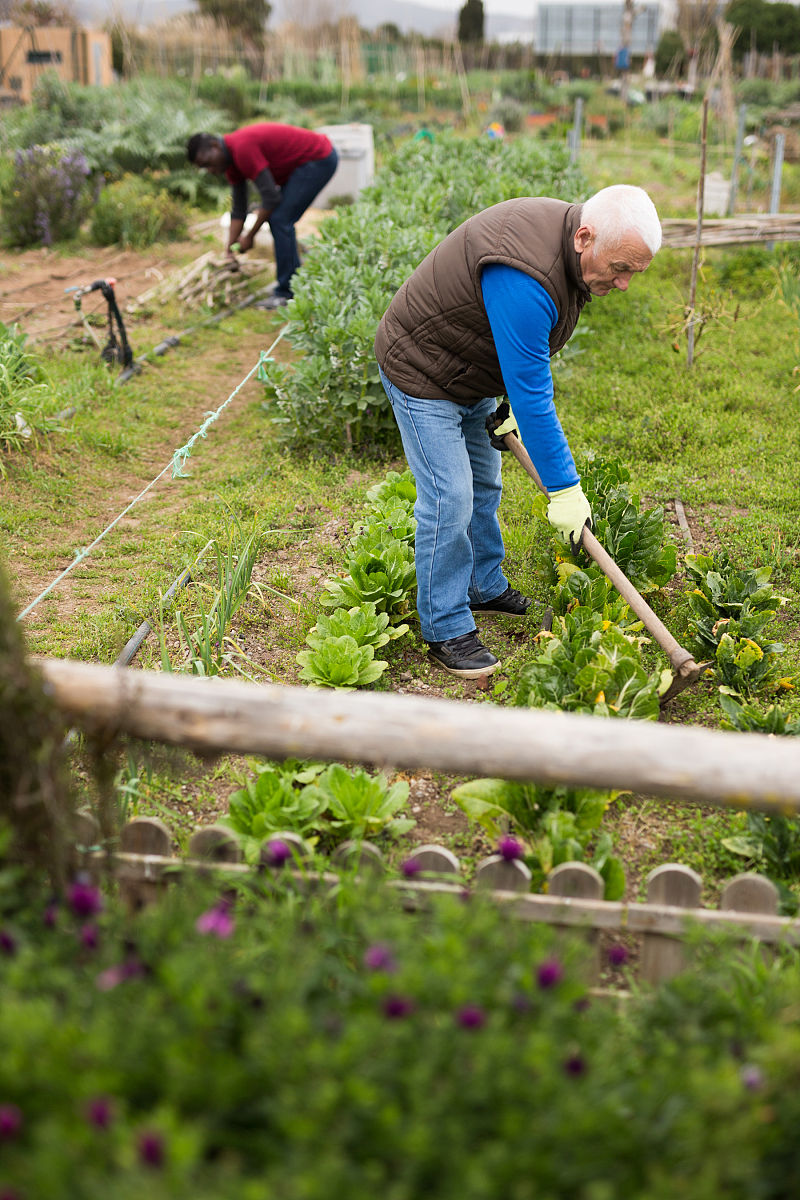 爷爷的小菜园：爱与劳动的汗水