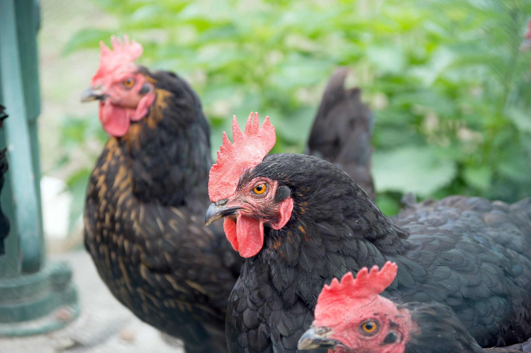 chicken