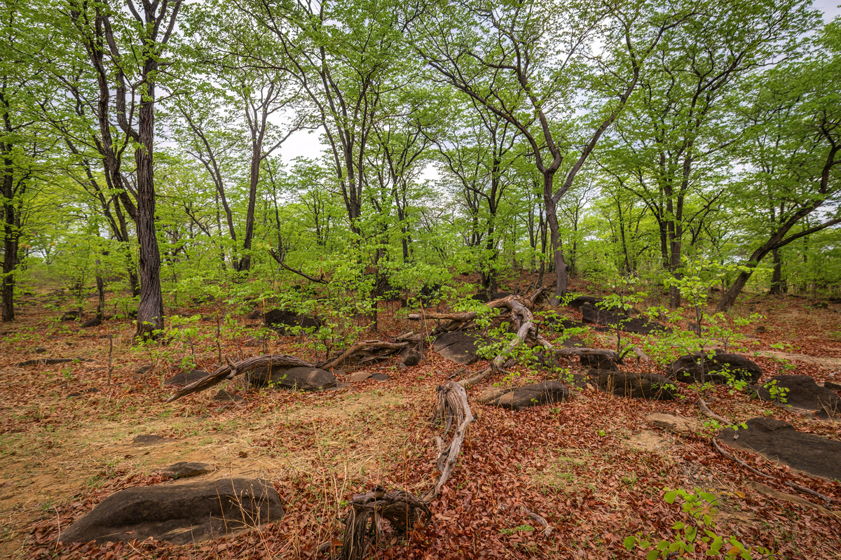 林地补播：经济效益显著，助力可持续发展