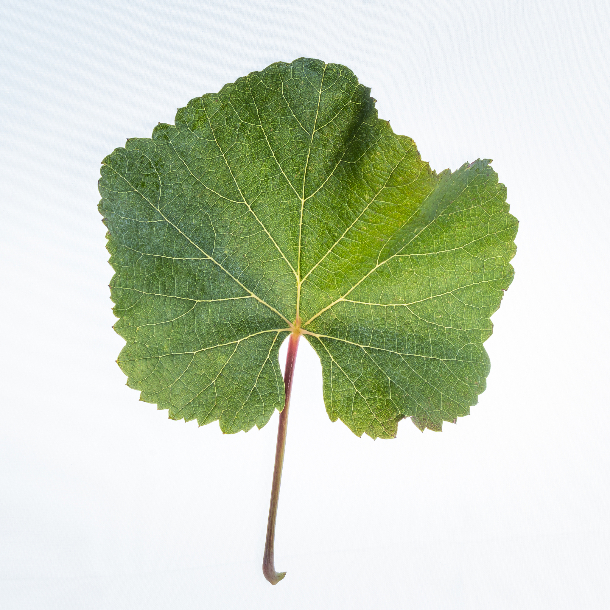 树叶信息记录指南：回归自然的创意记录法