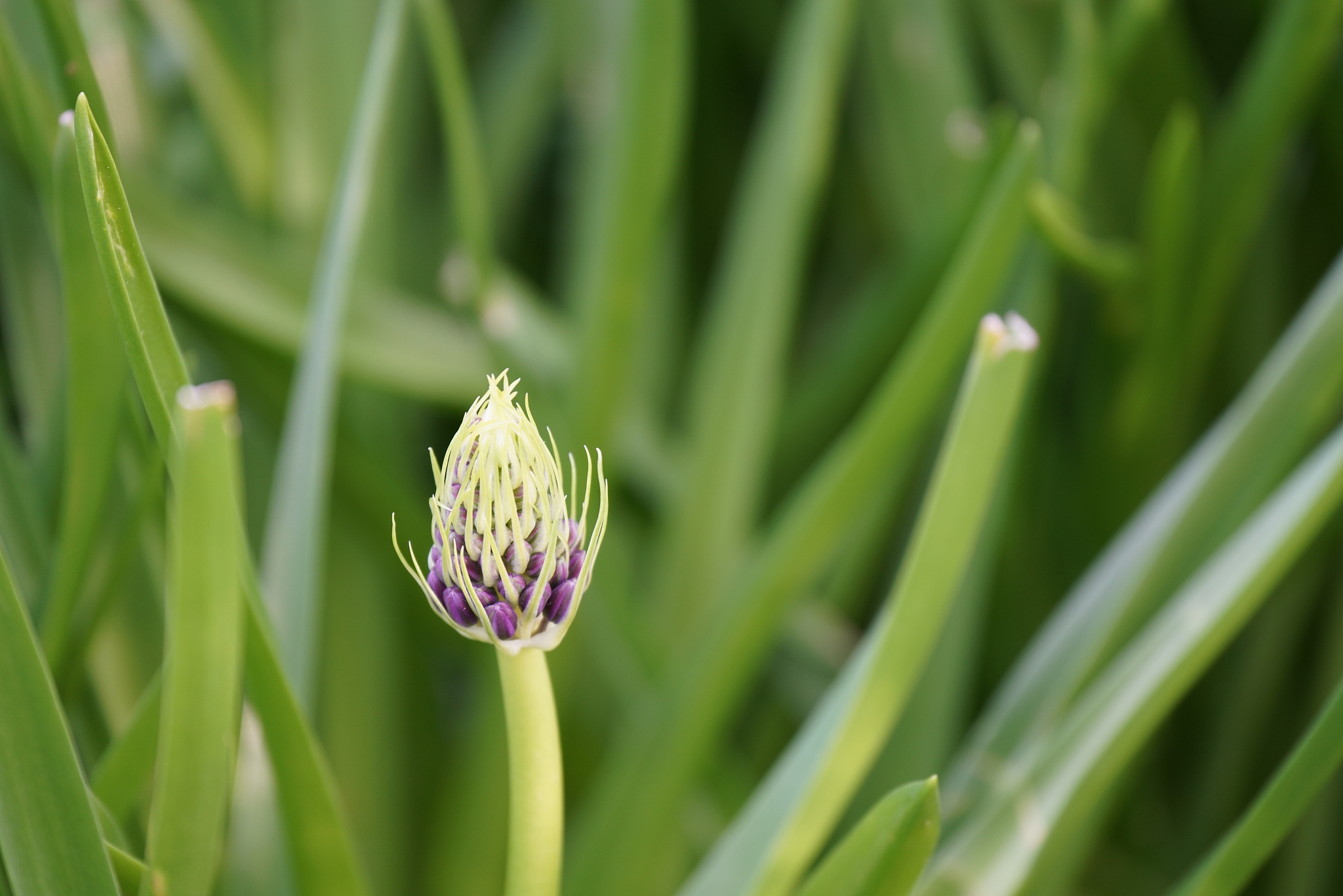 scilla peruviana