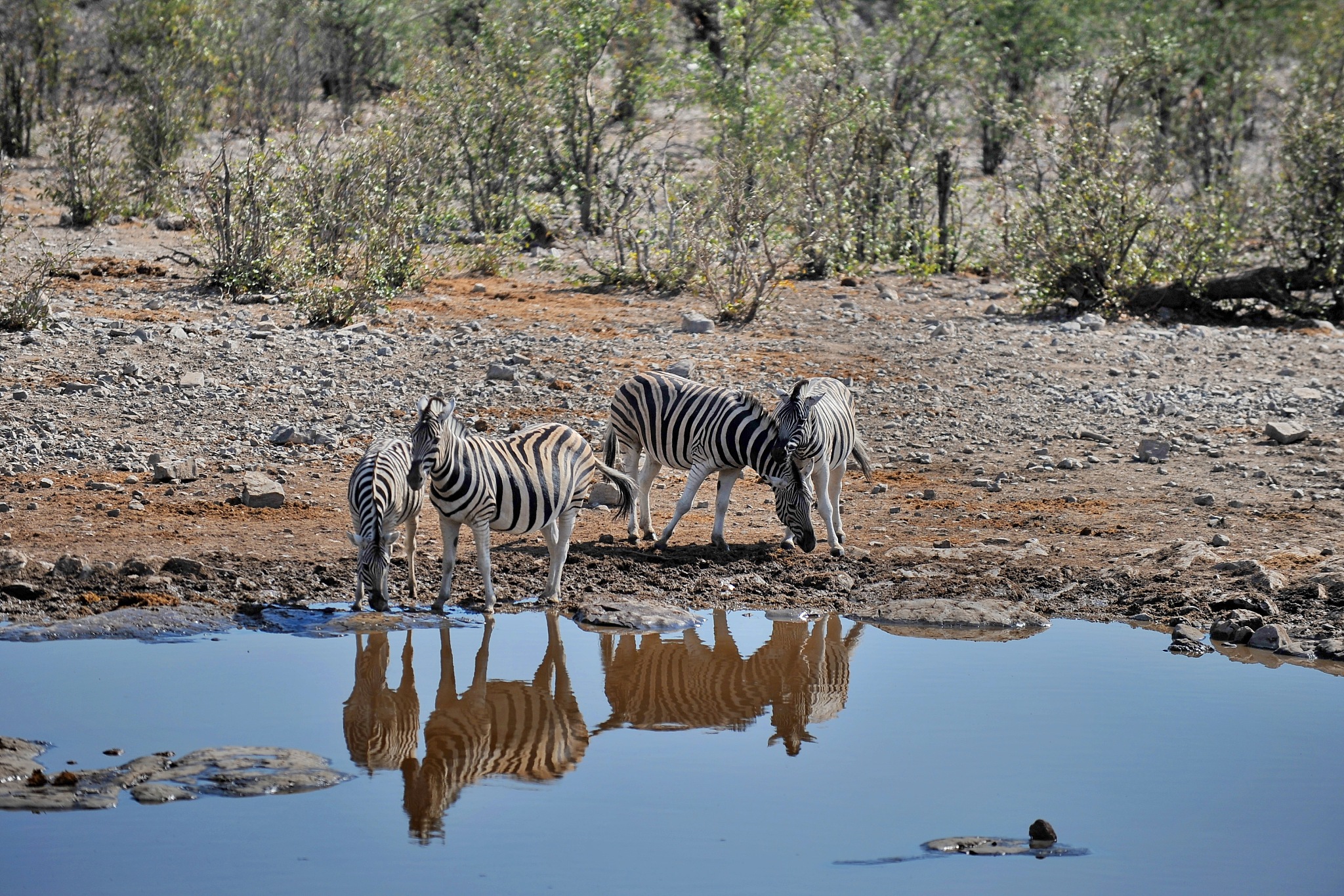 zebra wanders in the savannah in namibia.