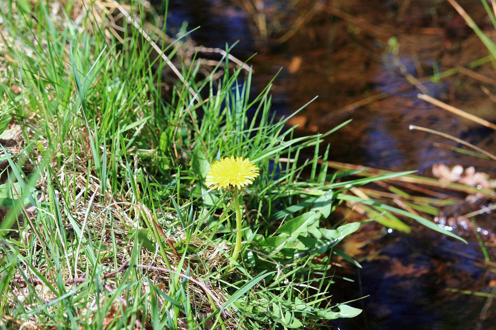 lwenzahnblüte