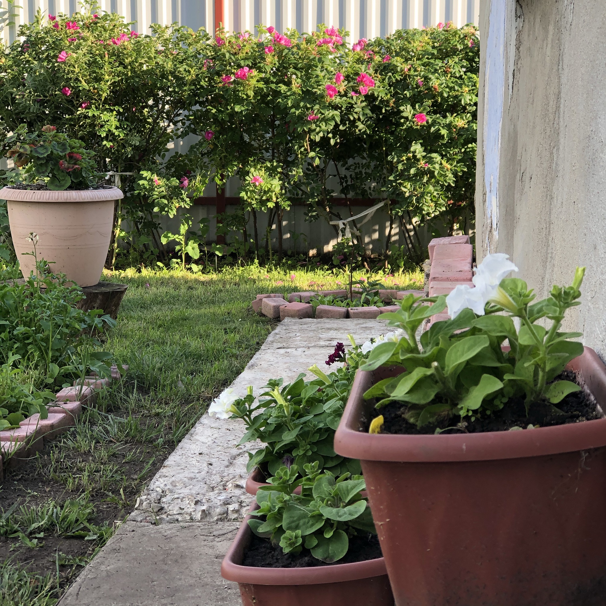 你是一个植物专家3年纪学生能在阳台种植什么植物。设计一个种植方案。