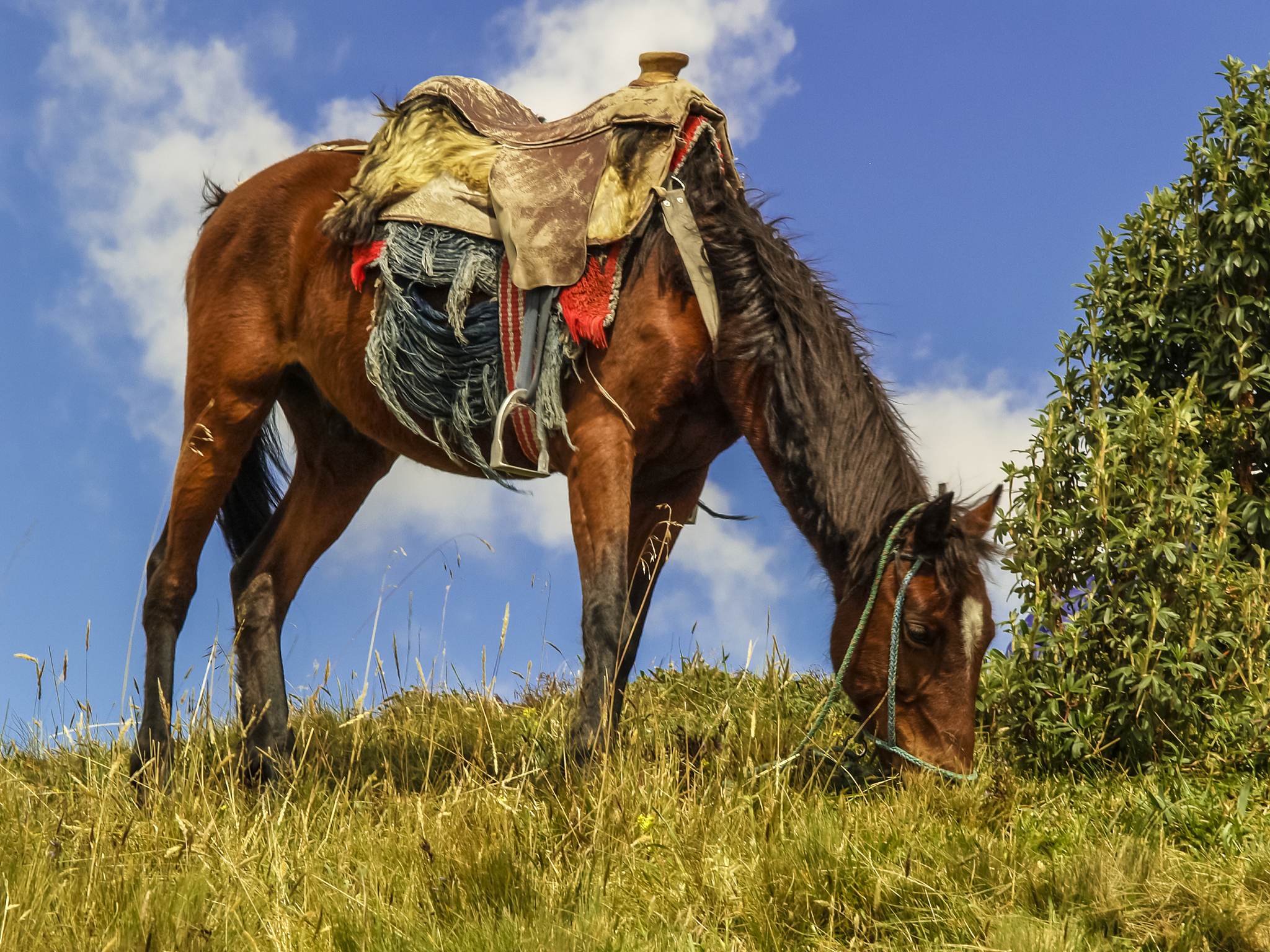american horse
