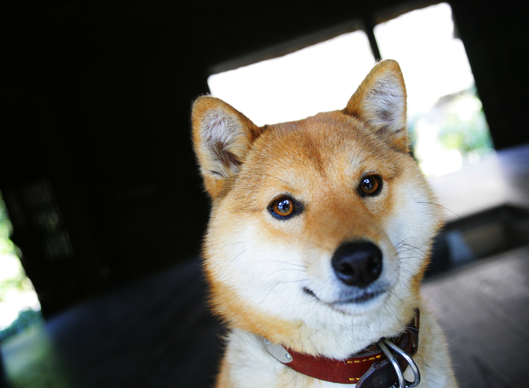 Is doge dead