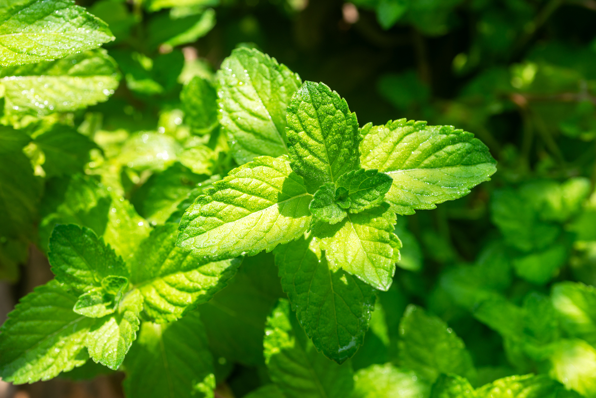 JOURNAL OF PLANT RESEARCH期刊推荐理由？