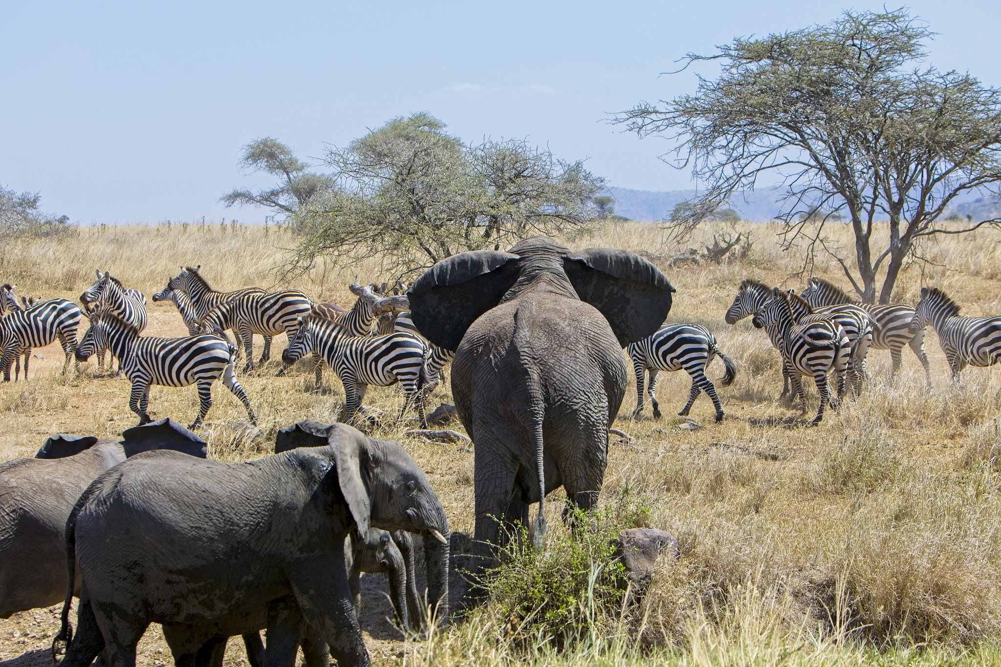 elephant herd at waterhole warning off zebras