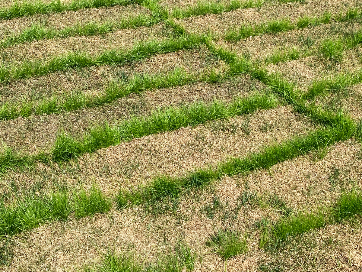 剪股颖适合在石家庄种植吗？冬季养护需要注意！