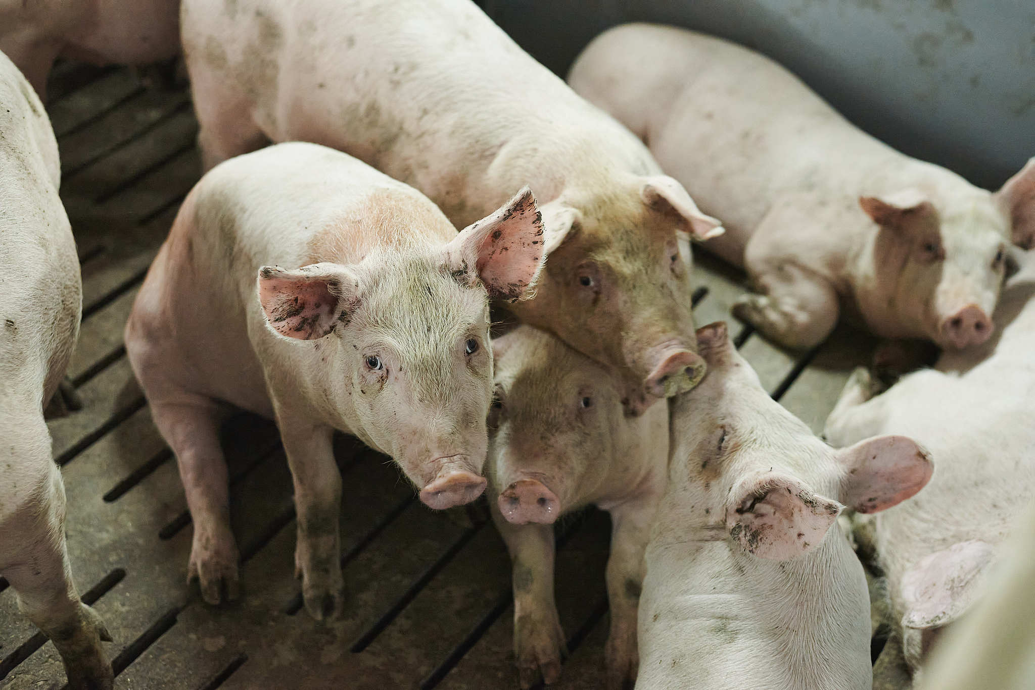 猪帮我用180字详细描述