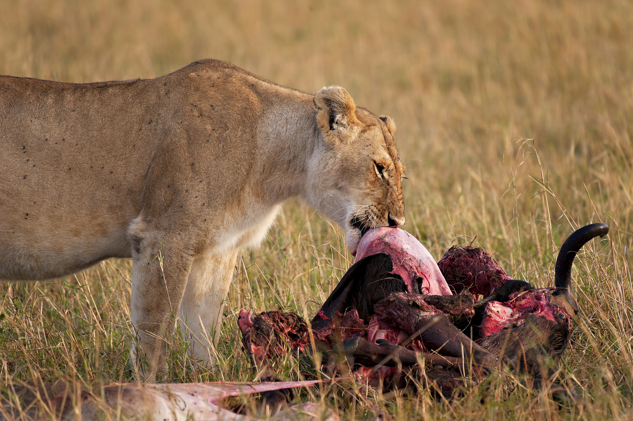 一群野狗堵截了一只喝水的黑斑羚等他发现野狗群时已经为时已晚他已经陷入