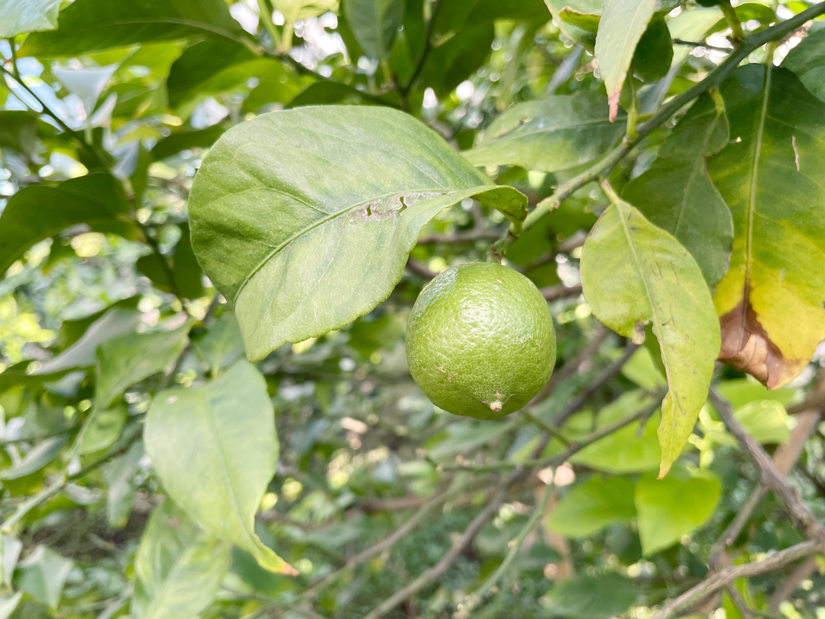 柠檬树的花苞流粘液要怎么解决