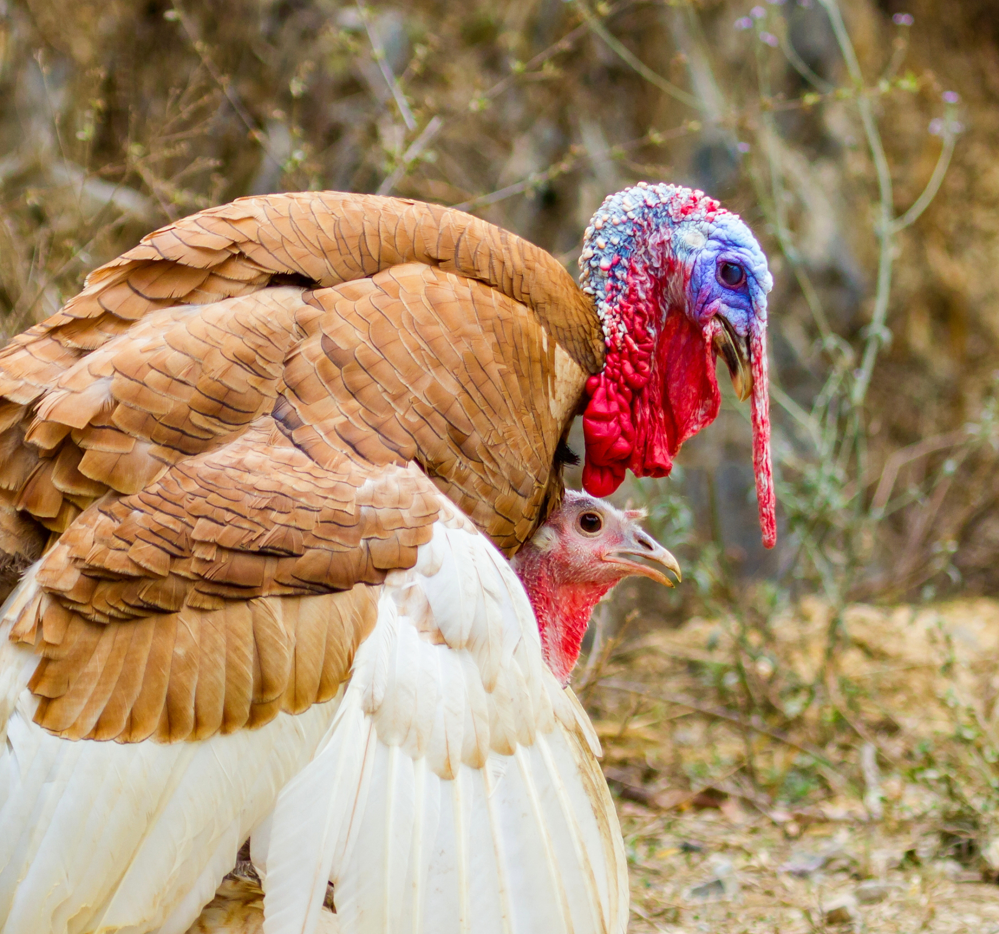 turkey the christmas bird.