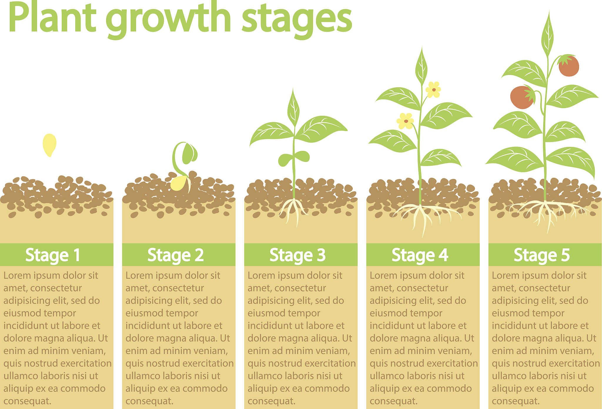 作物的产量是能量最优分配的结果吗