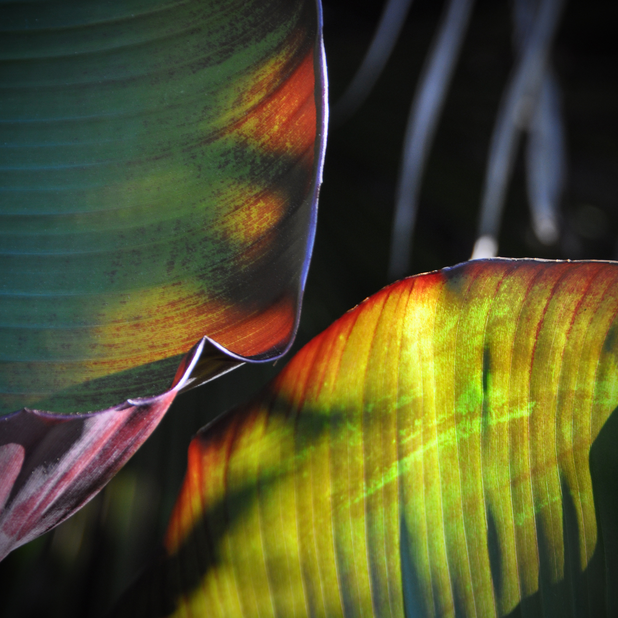 1200字关于摄影与自然：捕捉大自然中的壮美与细微之美