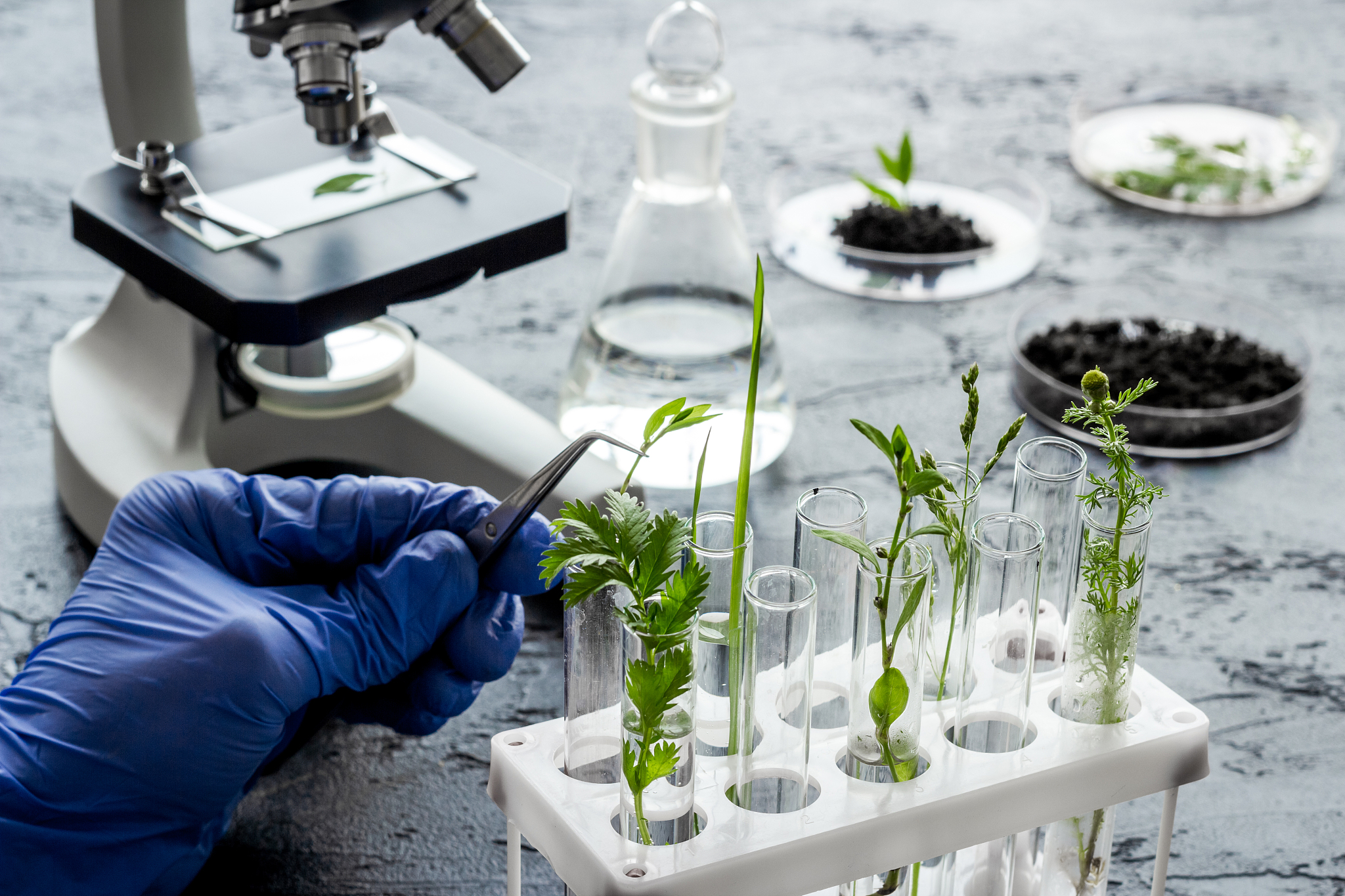 SEED SCIENCE AND TECHNOLOGY 期刊：促进种子科学与技术发展