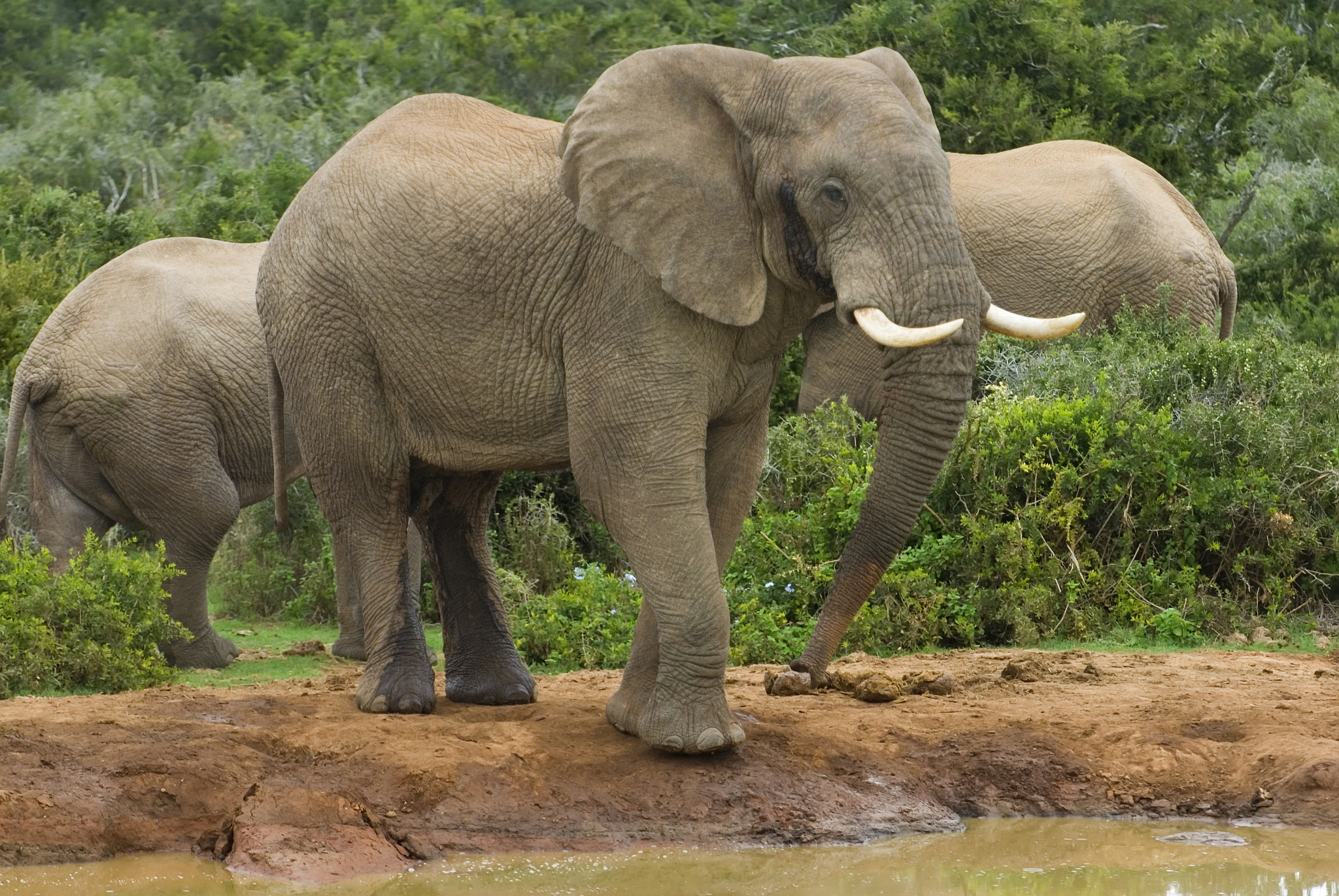 生肖猴性格特点：耿直的优点与缺点